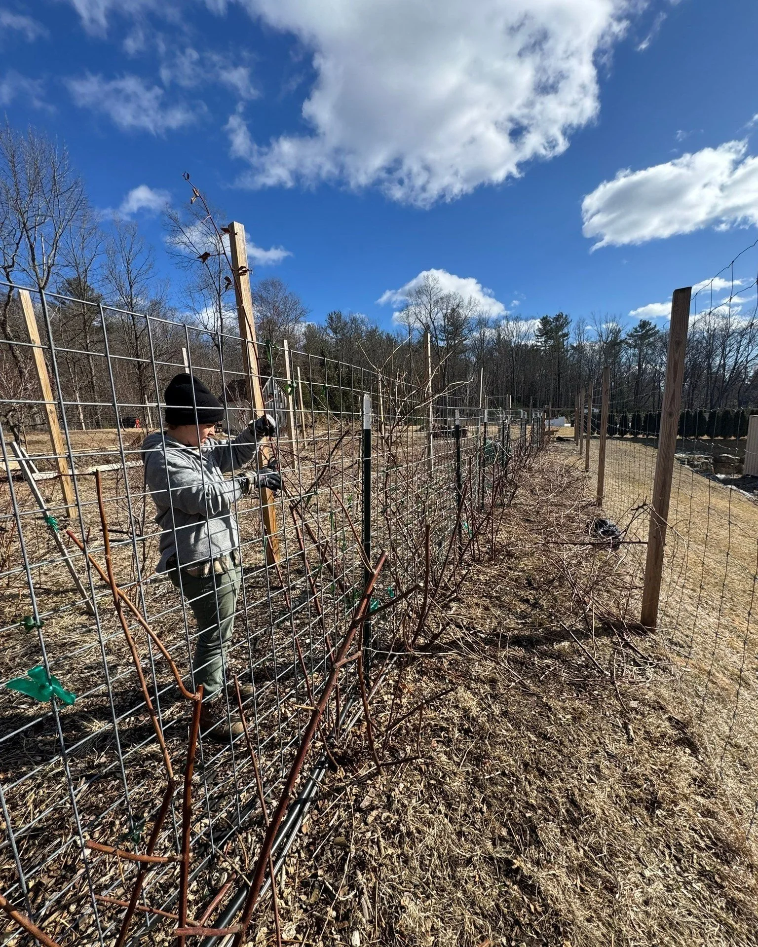 Late January is when you really start to see the shape of your trees... 🌳

With leaves gone and growth paused, it&rsquo;s easier to notice crossing branches, old storm damage, or spots that feel crowded after years of growth.

We get this question a