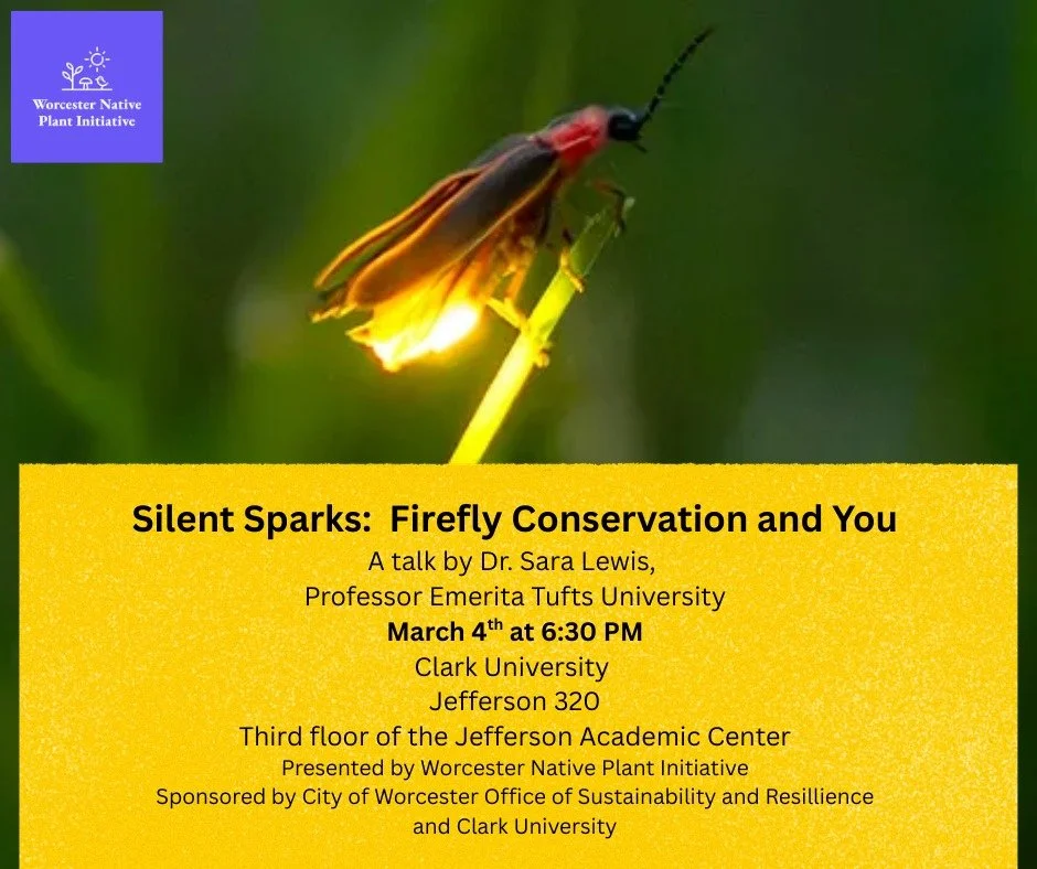 I heard, "There were more fireflies when I was a kid," more than once this past summer! 

Have you found yourself curious about why you couldn't light up a ball-jar if you tried the last few years, and what you can do to help conserve this 