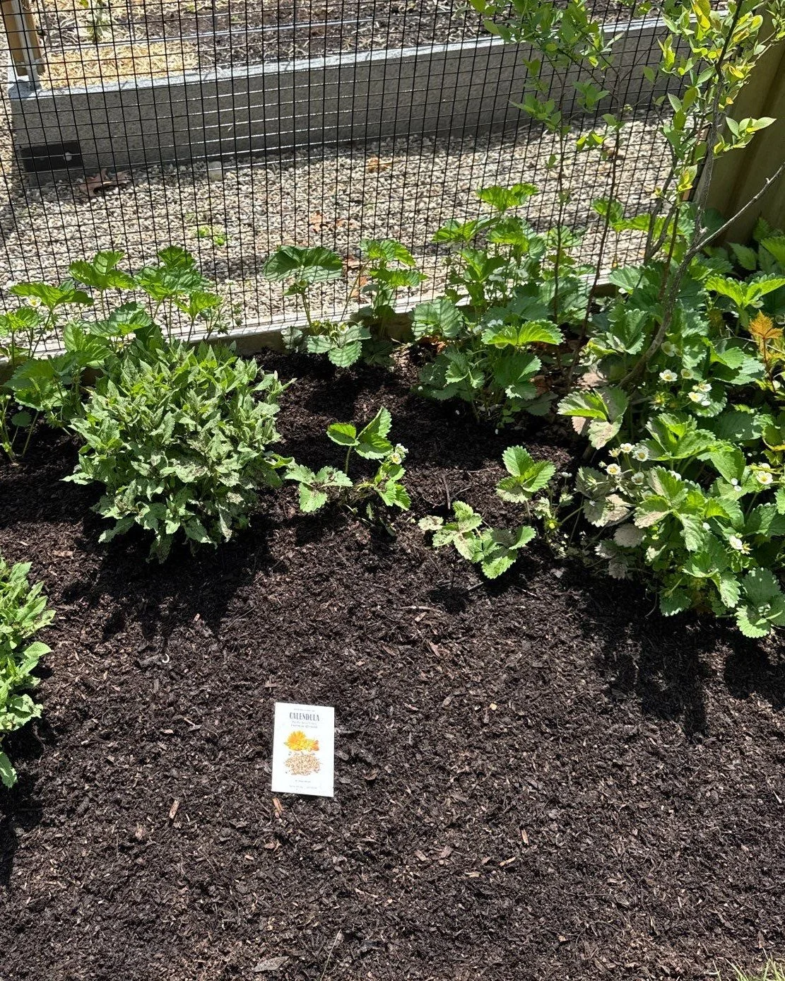 Have you ordered your veggie seeds yet?

Yes, there is still snow on the ground, but if you're starting seeds indoors, the time to sow your favorites will be here before you know it.

Where you get your seeds is important, so make the investment in o