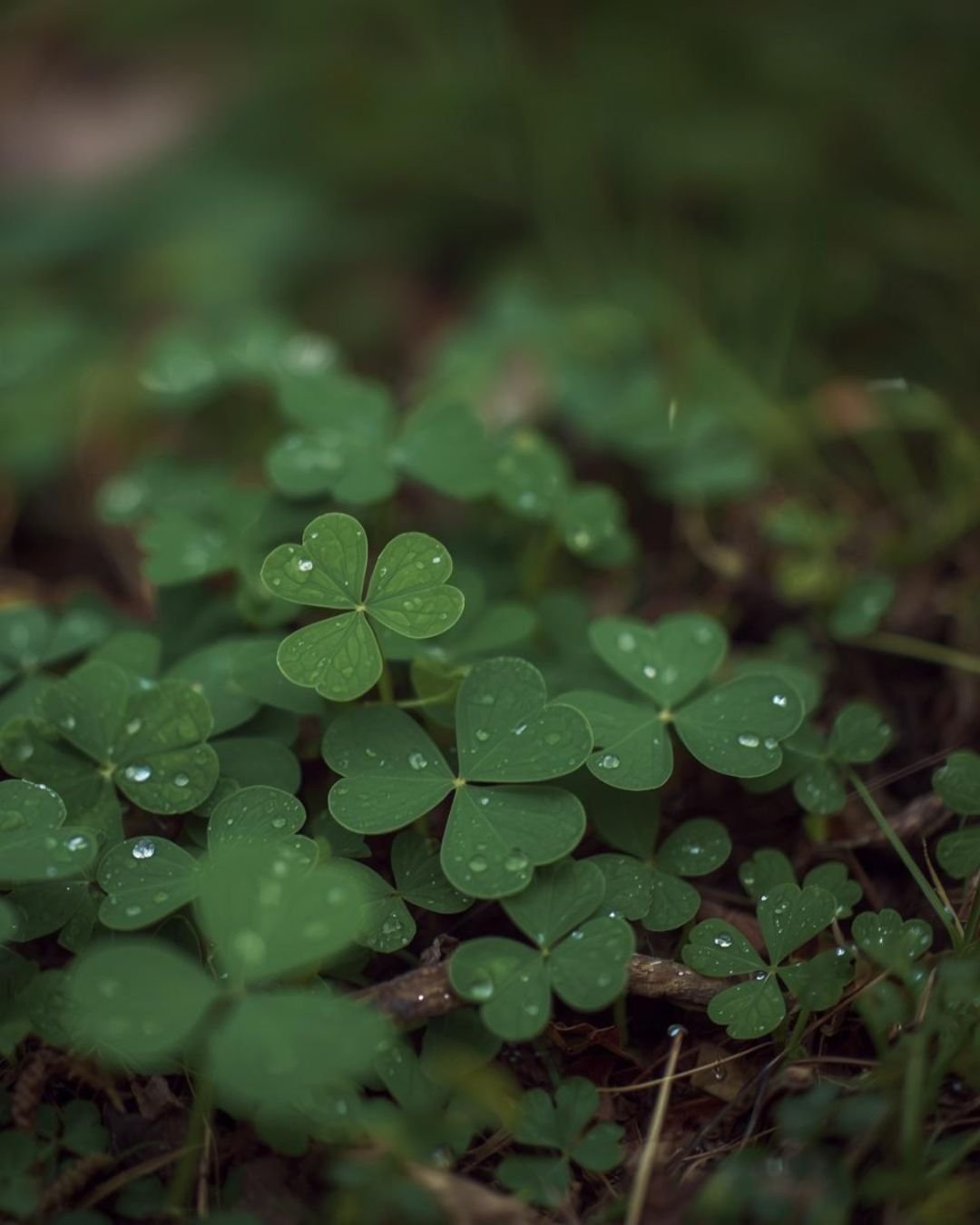 Happy St. Patty's Day! 🍀

There's not quite enough green poking through the snow to find a four-leaf clover, but perhaps you'll get lucky and happen upon one?

It blows my mind that people spend time and money to GET RID of clover from their lawns. 