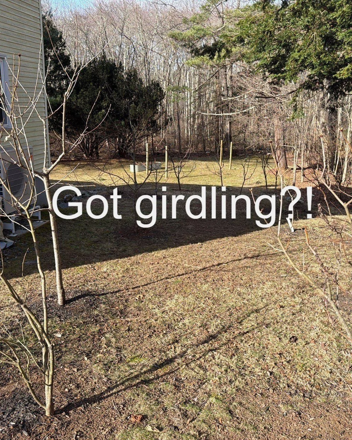 3 Tips for Rabbit Damaged Trees and Shrubs!

Have you seen significant rabbit damage to your trees and shrubs since the snow has melted?

Fear not - you are not alone! When bark is chewed away around the entire circumference of a woody plant, it's ca