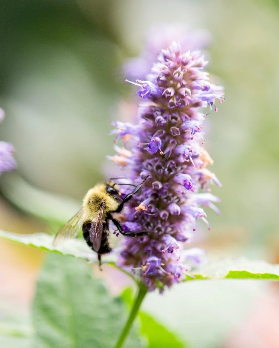 Here's the deal - you can't have a conventional spring clean up AND let the pollinators overwinter in your garden. It's just contradictory.

Let's break it down...

Conventional Spring Clean Up:
- Blow leaves out of all the garden beds
- Cut back any