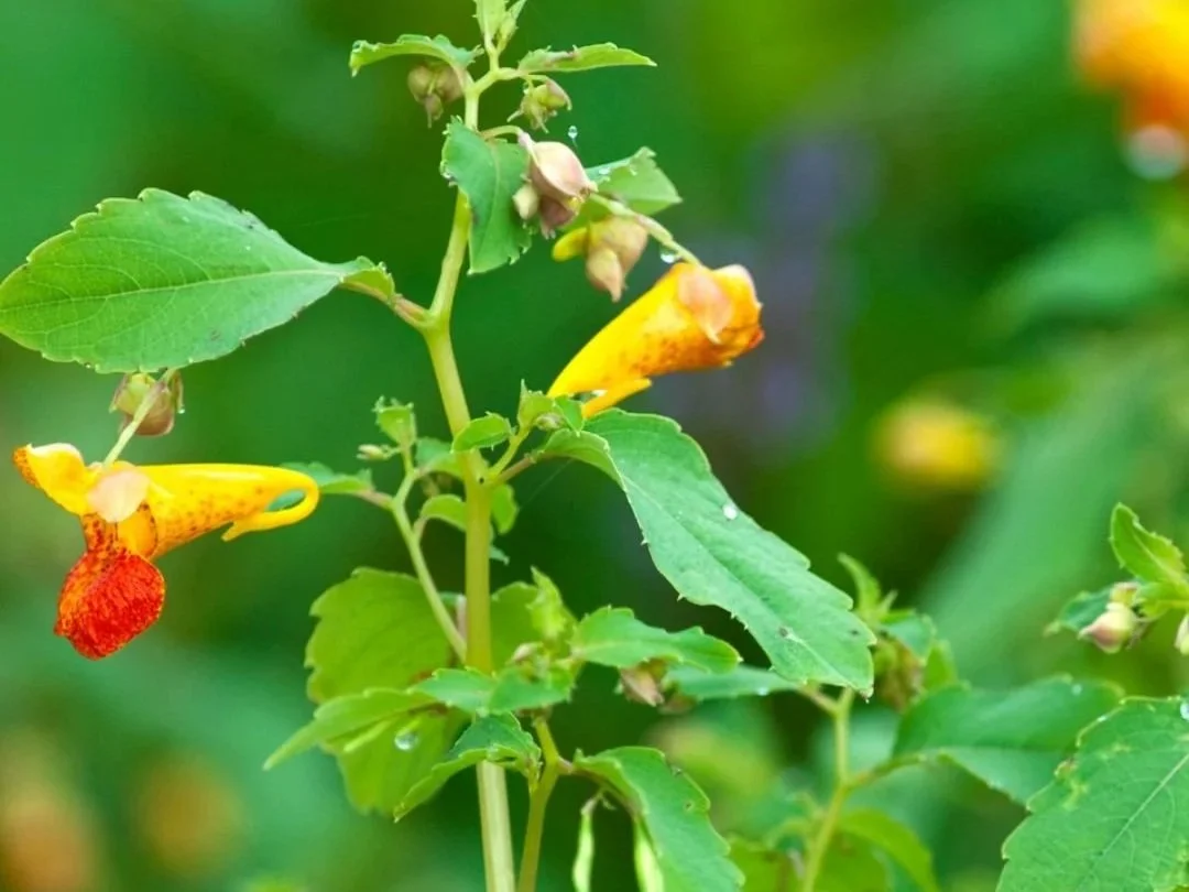 Natural Poison Ivy Antidotes