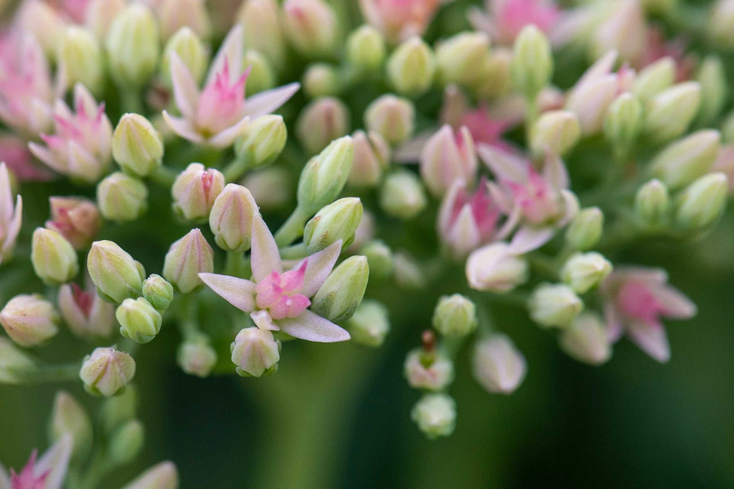 What do I do in the garden in May?