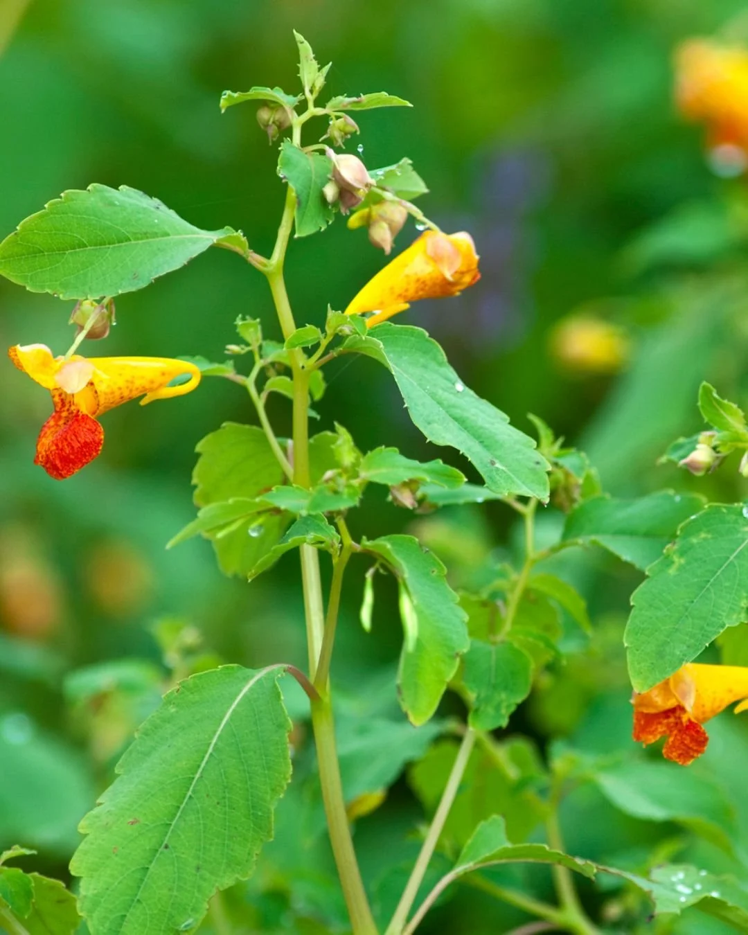 What do you know about jewelweed?

Perhaps you think it's a weed, perhaps you think it's a lovely orange flower with fun popping seeds.

But did you know it will also prevent poison ivy rash, if you know how to use it?

Read up on some natural poison