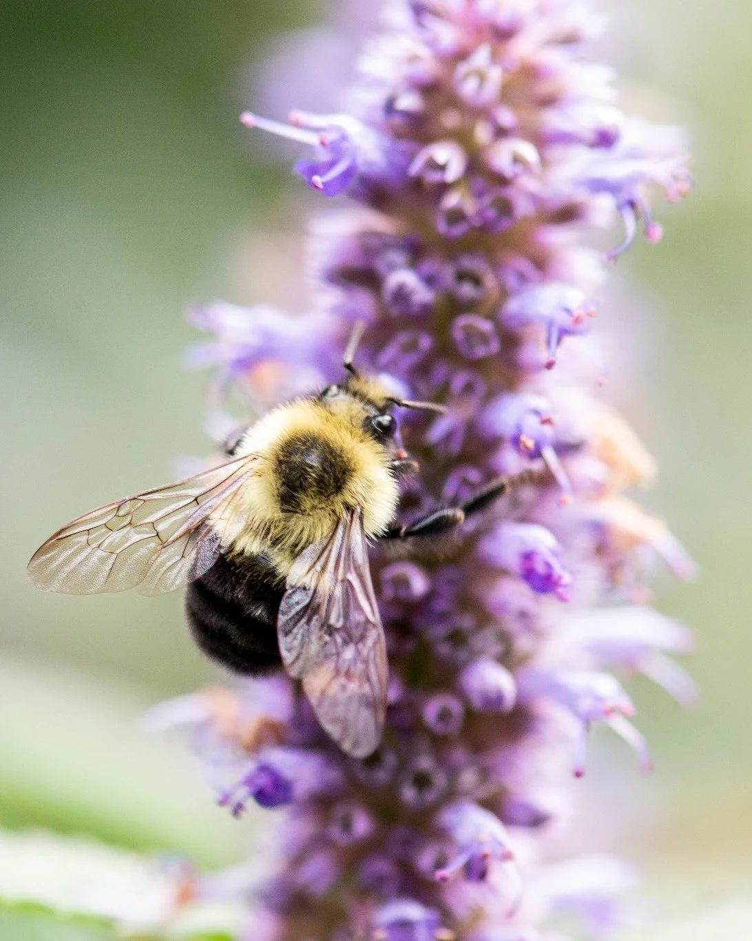 There is so much we don't know about the world around us. But there is also so much we DO know! 

One thing we know for sure: pollinators are critical for the survival of so many species on our planet - from plants to animals to us.

Supporting nativ
