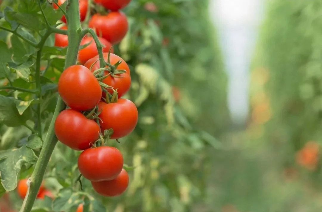 What’s the deal with pruning my tomatoes?