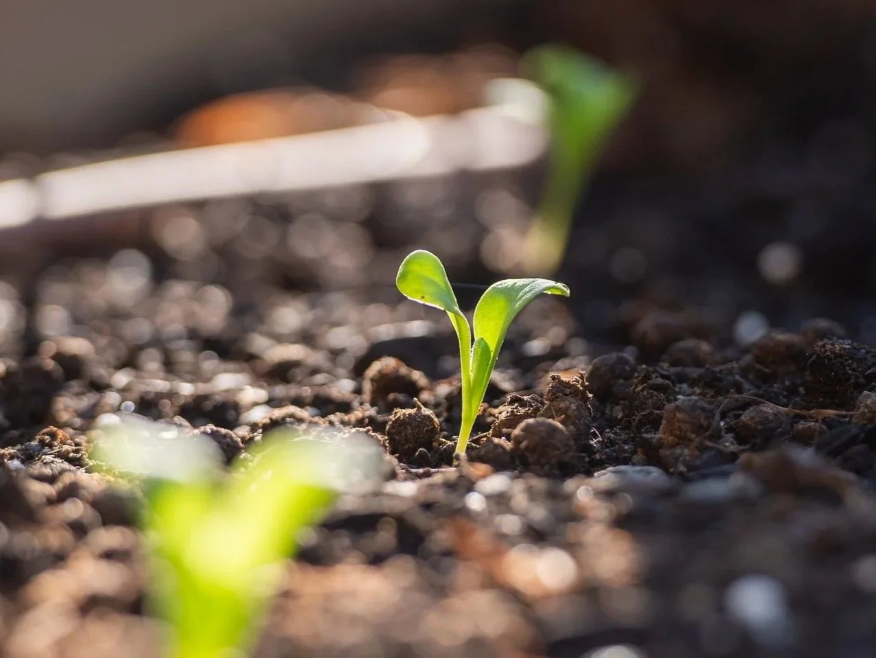 What is Regenerative Agriculture?