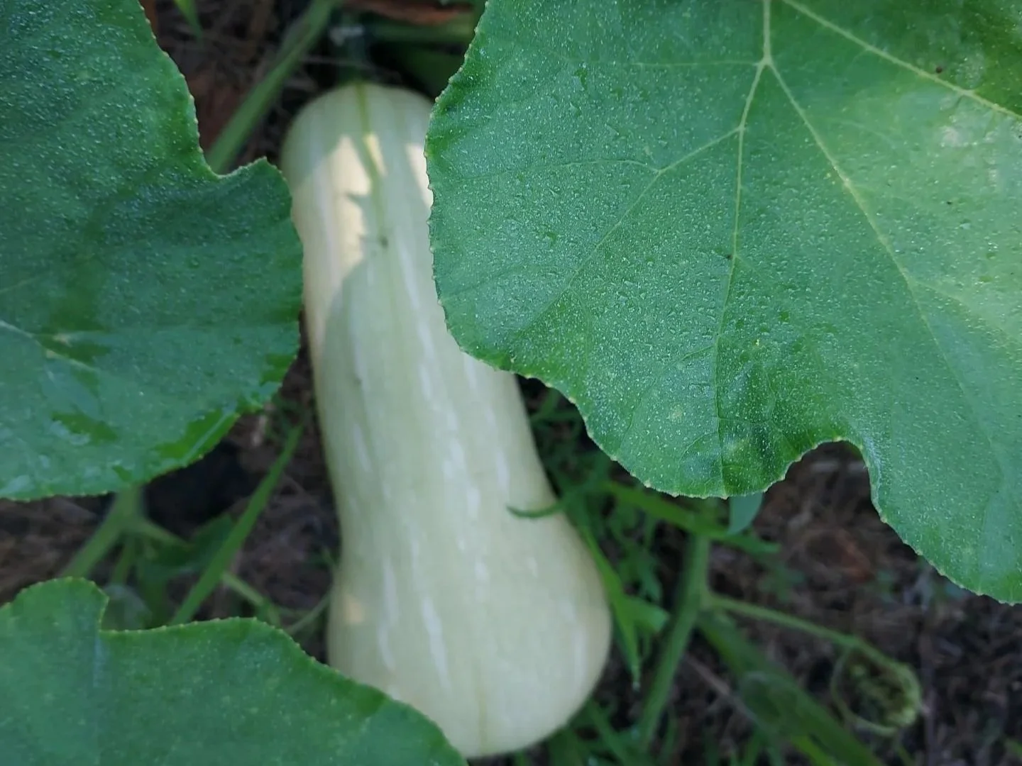 How to Use Your Fall Harvest