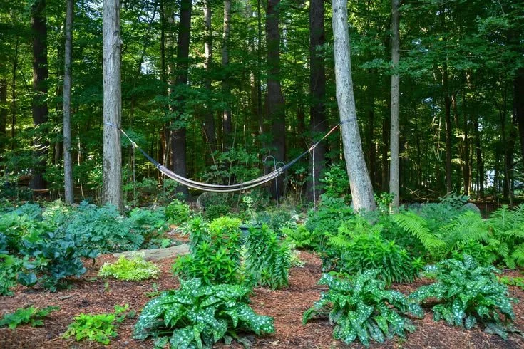 Native Woodland Garden for a Backyard Retreat.jpg