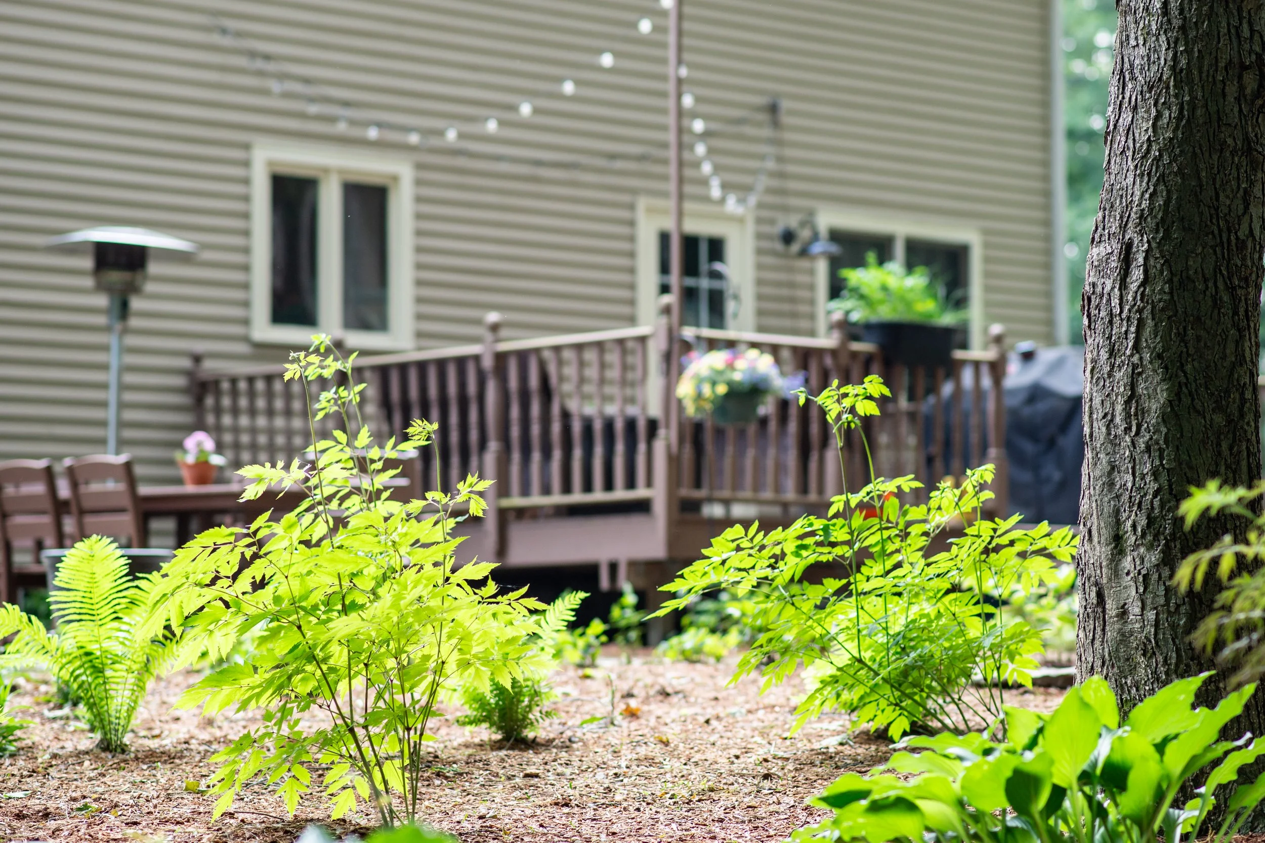 Backyard_Hanlon_Grafton_02.jpg