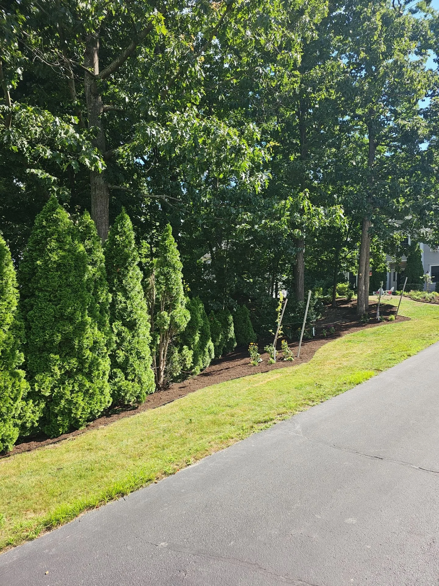 Tree Line With Mulch.jpg