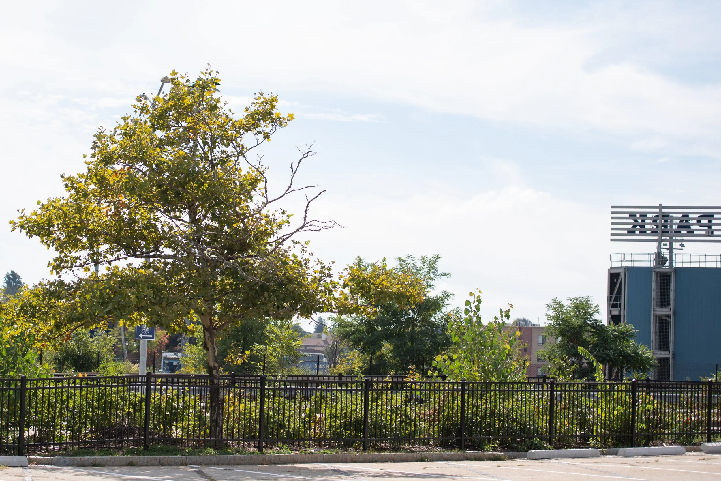 Miyawaki forest at McGrath Parking Lot in Worcester, MA, a native tree planting project supporting biodiversity, stormwater management, and urban ecological stewardship.