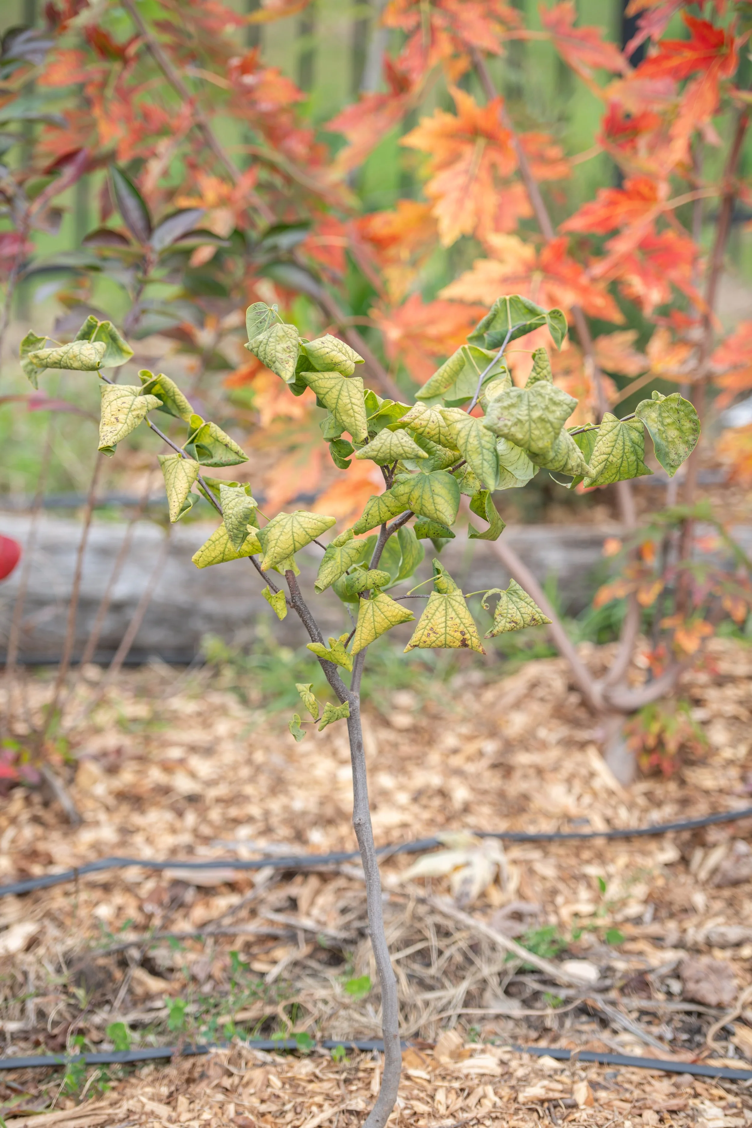 2025_Fall Miyawaki Plumley-26.jpg