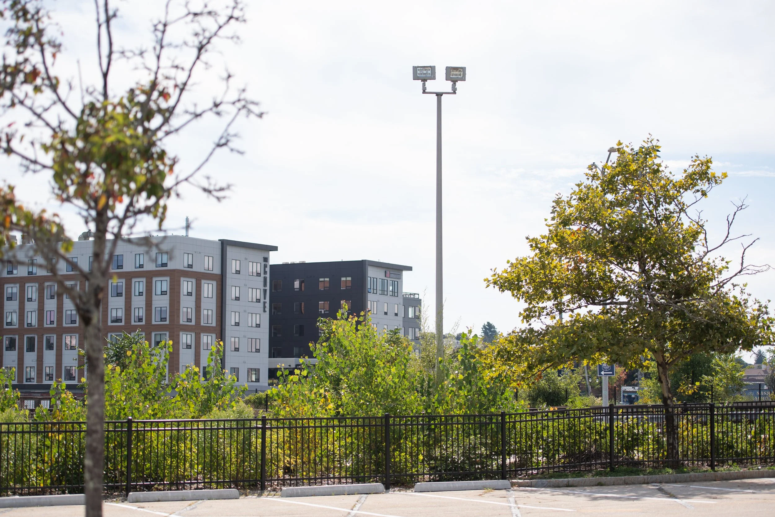 Miyawaki forest at McGrath Parking Lot in Worcester, MA, a native tree planting project supporting biodiversity, stormwater management, and urban ecological stewardship.