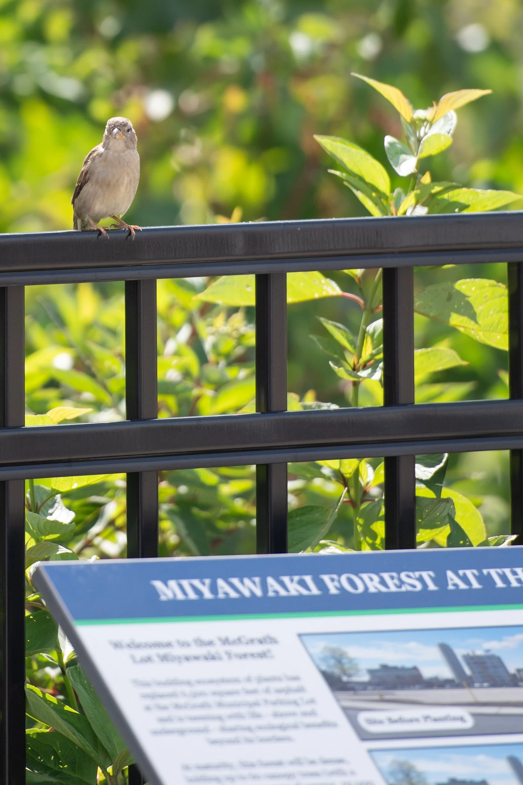 Miyawaki forest at McGrath Parking Lot in Worcester, MA, a native tree planting project supporting biodiversity, stormwater management, and urban ecological stewardship.