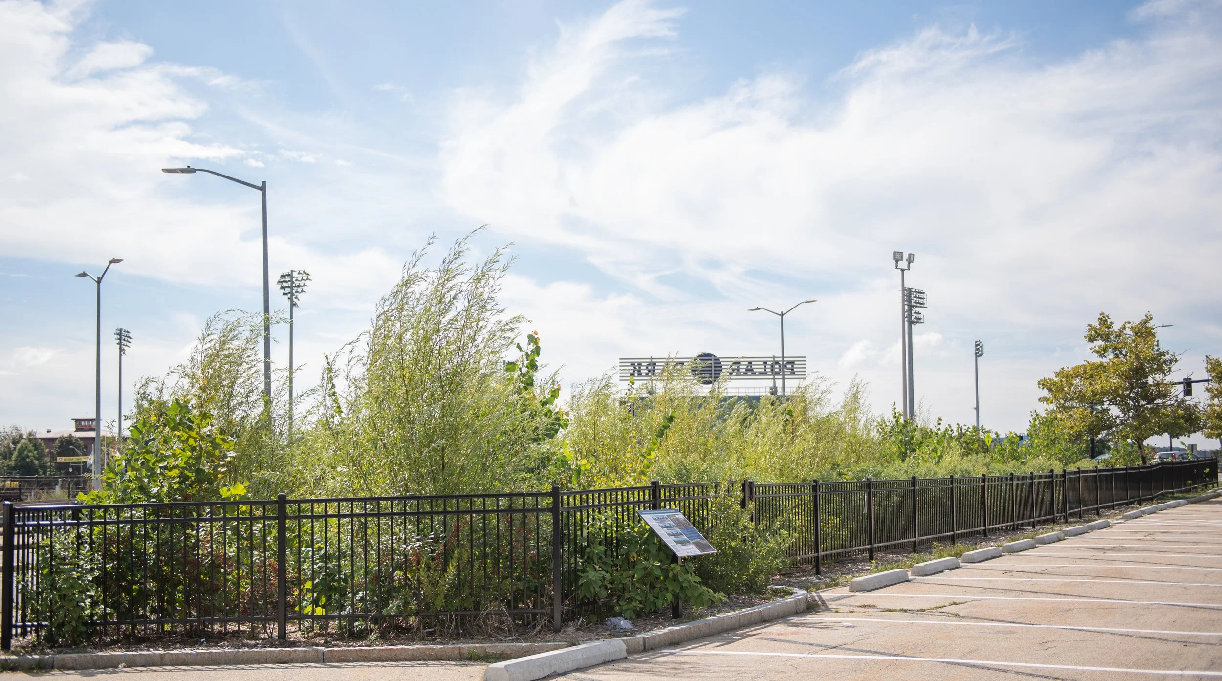 Miyawaki forest at McGrath Parking Lot in Worcester, MA, a native tree planting project supporting biodiversity, stormwater management, and urban ecological stewardship.