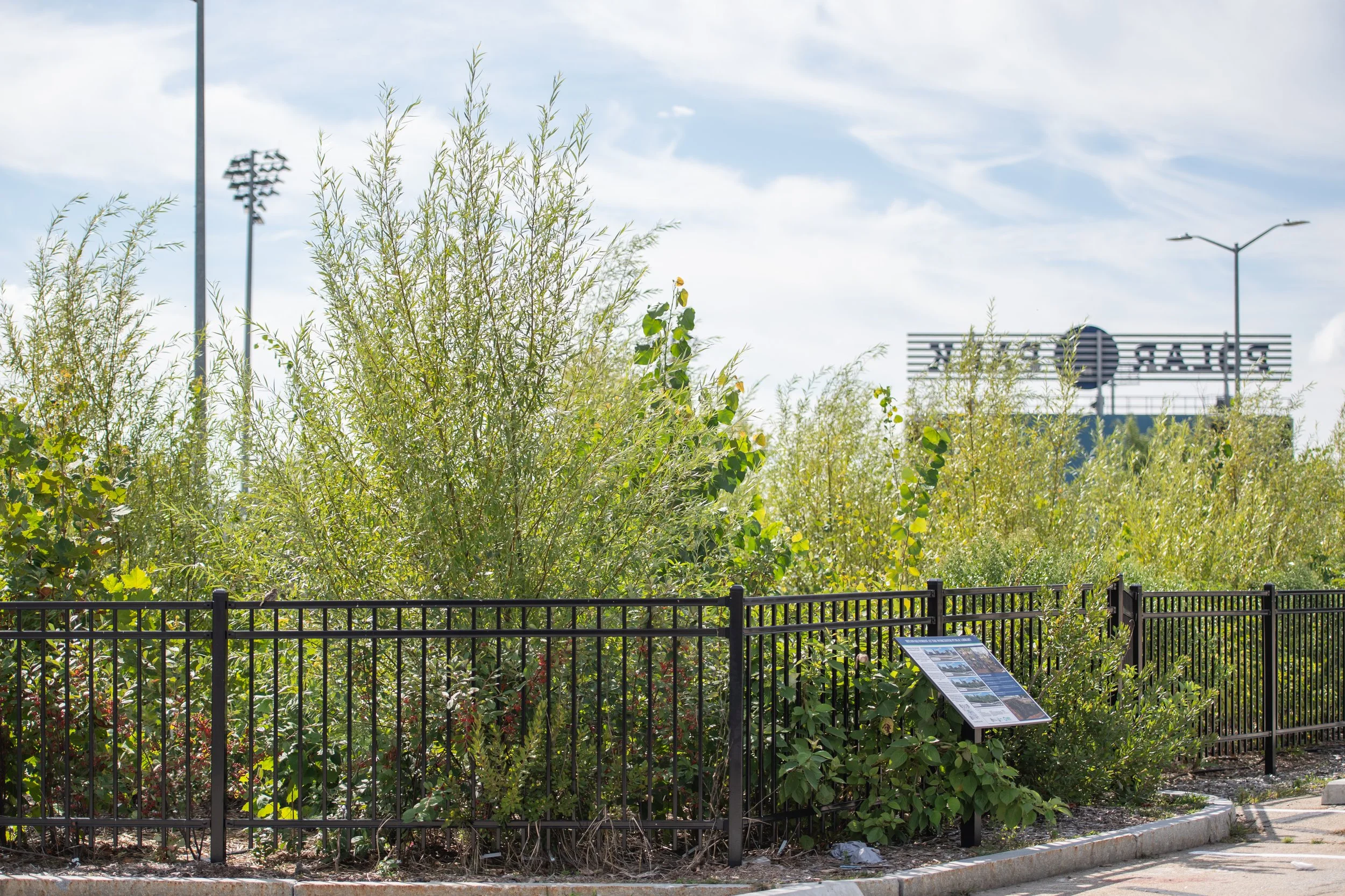 Miyawaki forest at McGrath Parking Lot in Worcester, MA, a native tree planting project supporting biodiversity, stormwater management, and urban ecological stewardship.