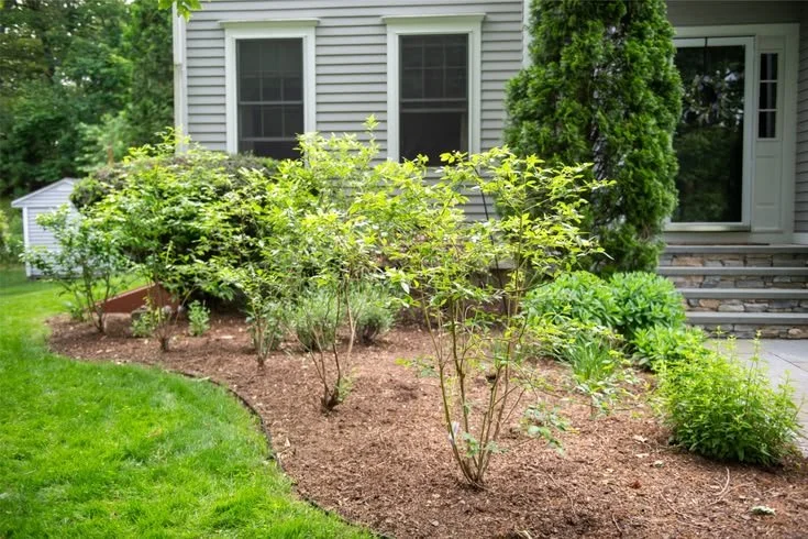 Native Foundation Landscaping with Blueberries and Pollinator Plants.jpg