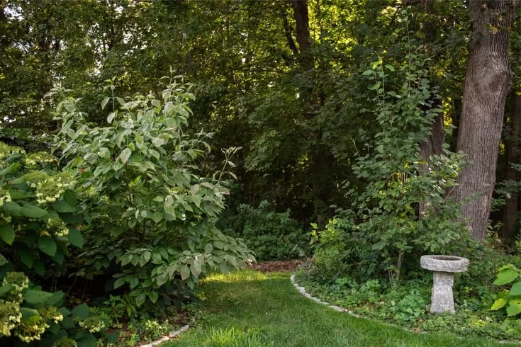Native Backyard Garden with Dog-Friendly Ground Cover.jpg