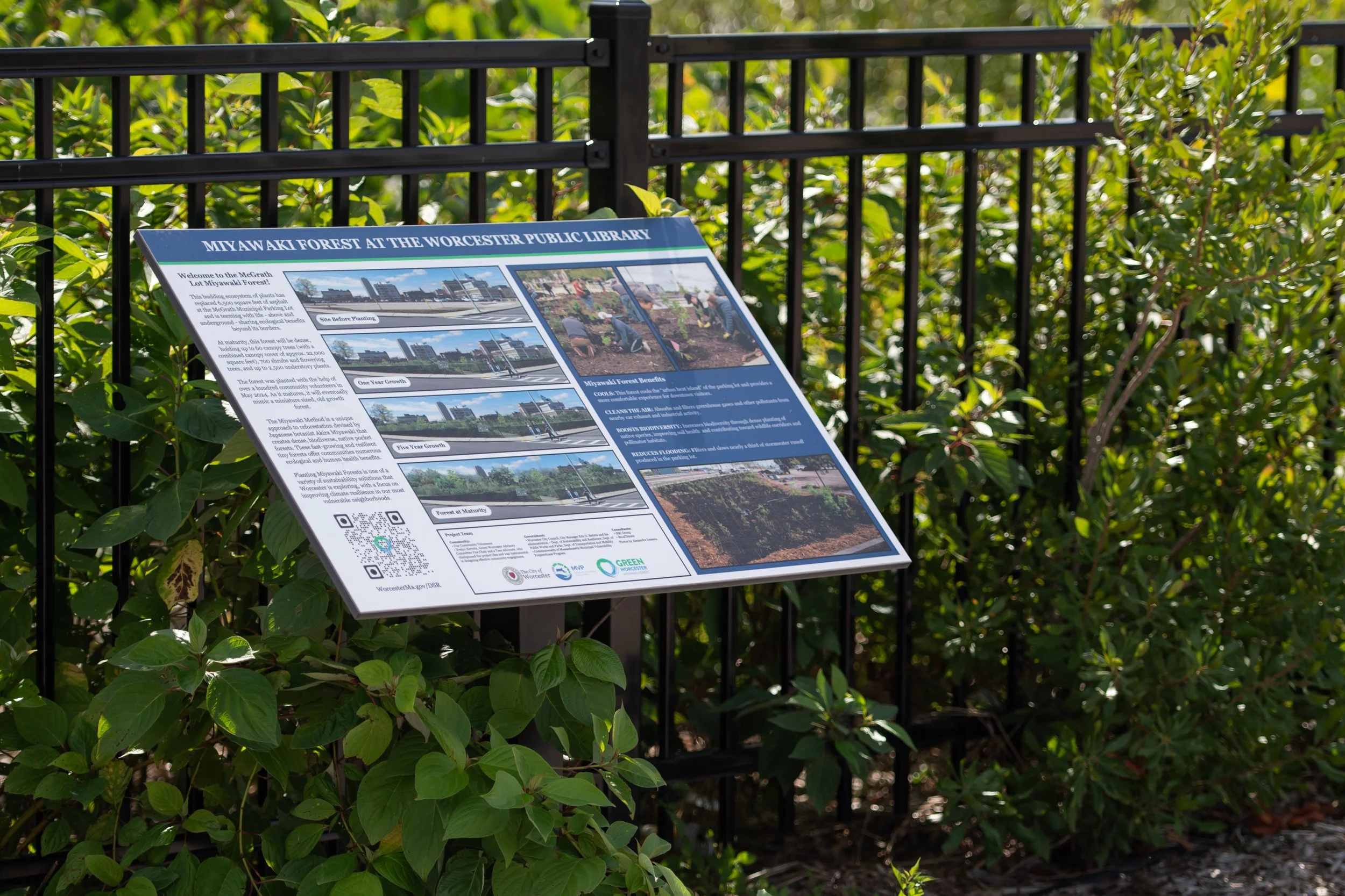Miyawaki forest at McGrath Parking Lot in Worcester, MA, a native tree planting project supporting biodiversity, stormwater management, and urban ecological stewardship.