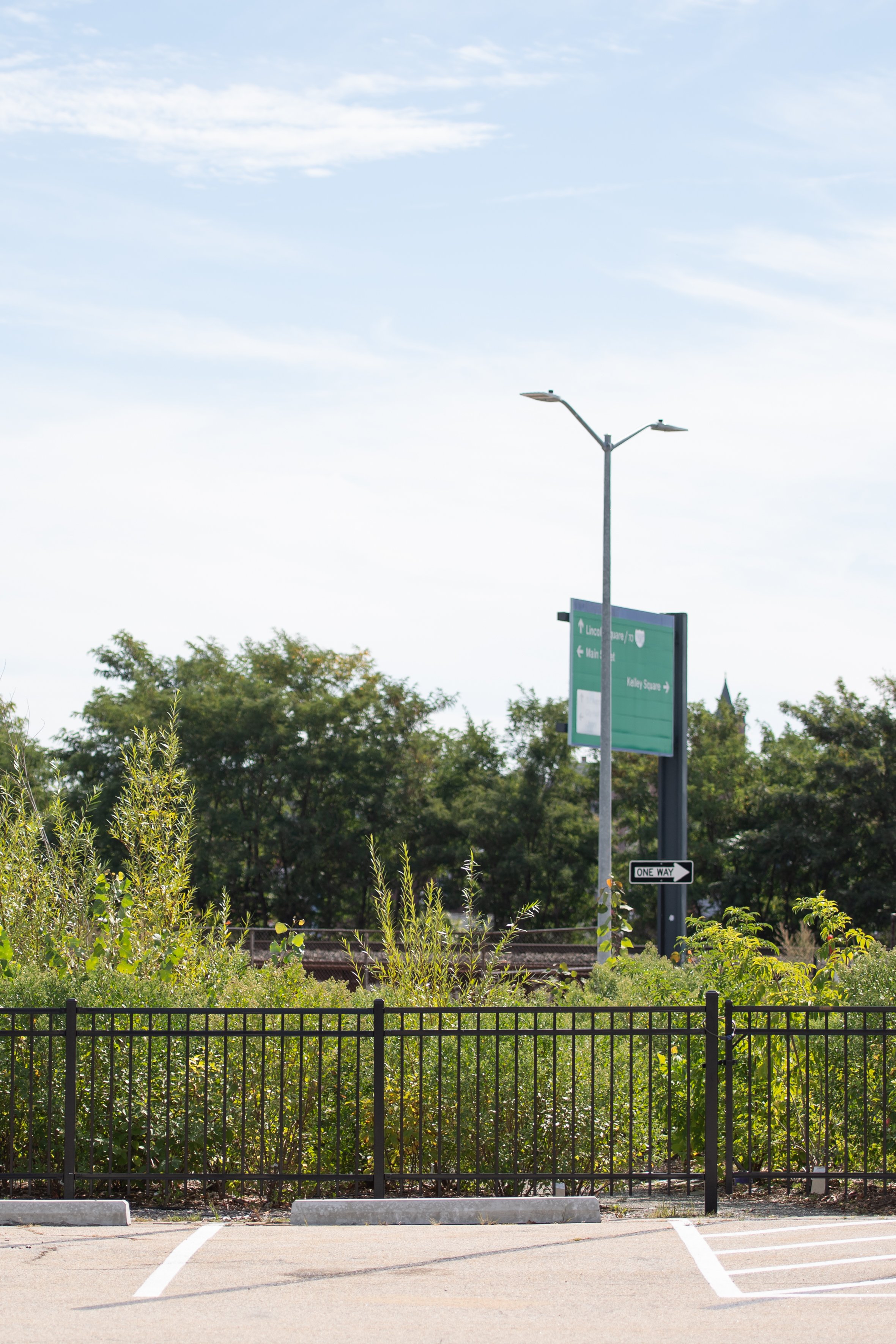 Miyawaki forest at McGrath Parking Lot in Worcester, MA, a native tree planting project supporting biodiversity, stormwater management, and urban ecological stewardship.