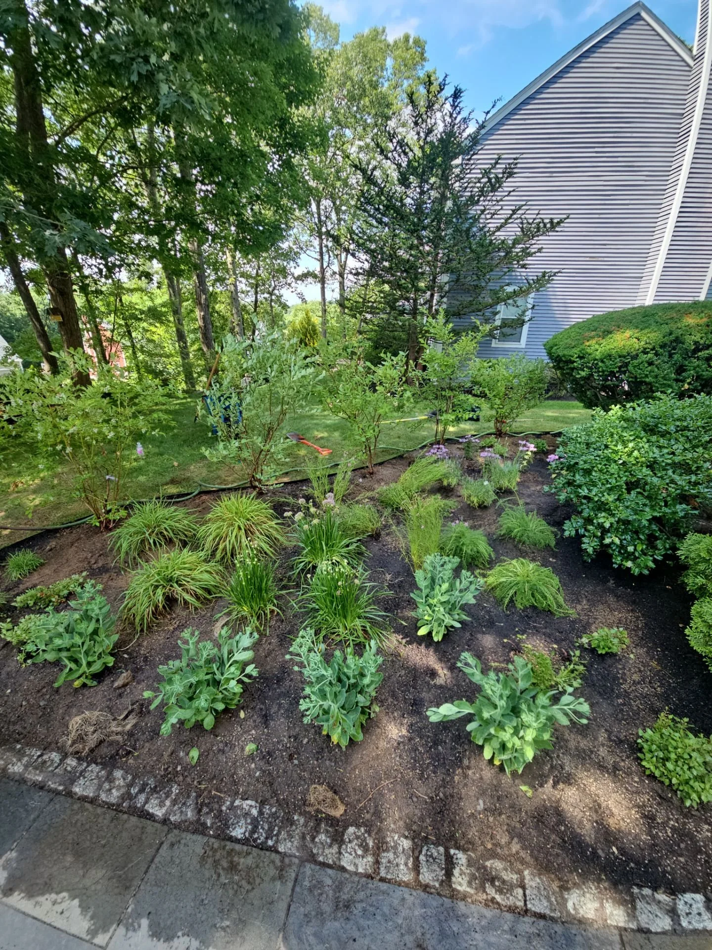 Front Yard Planting 04.jpg