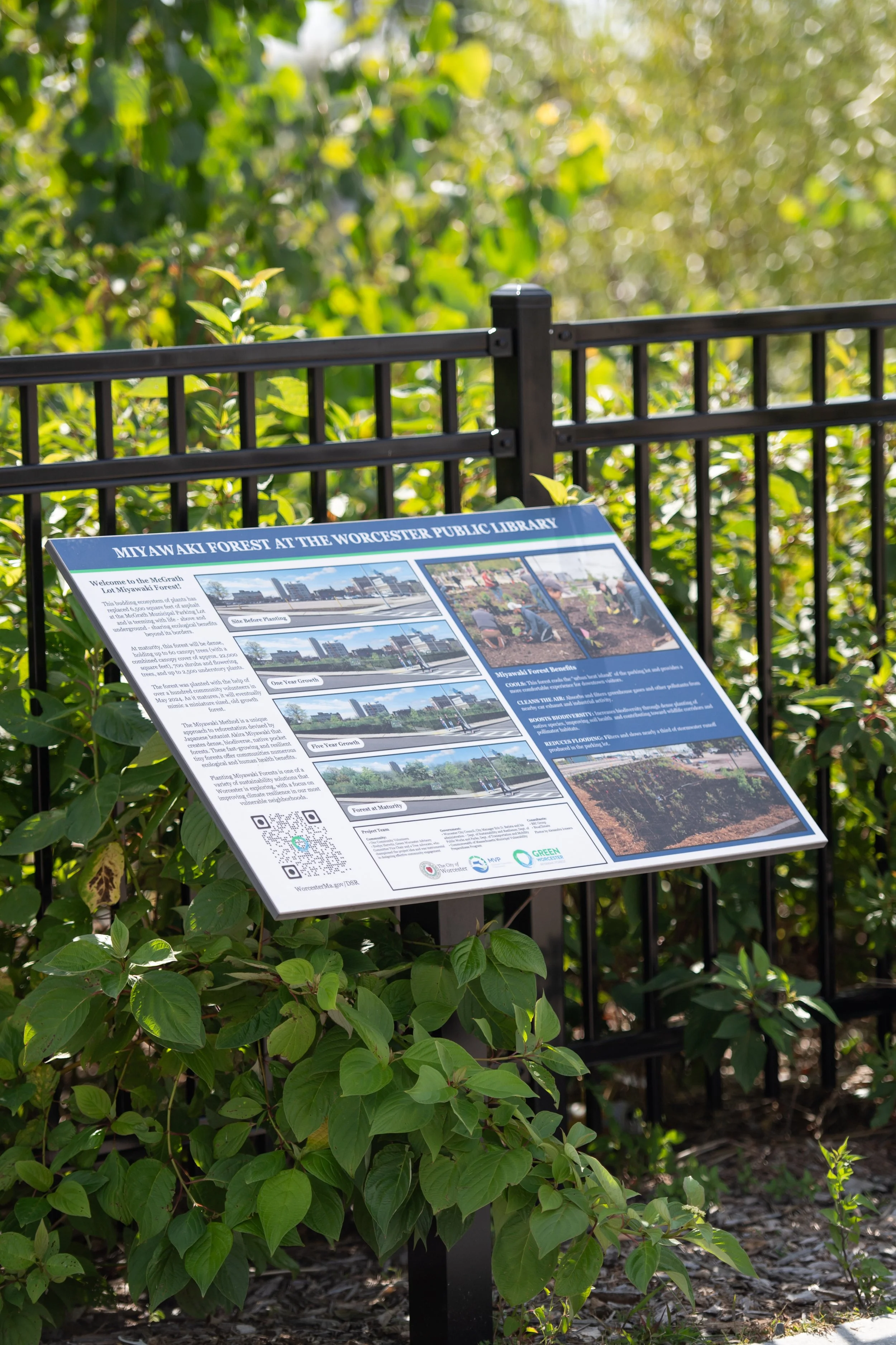 Miyawaki forest at McGrath Parking Lot in Worcester, MA, a native tree planting project supporting biodiversity, stormwater management, and urban ecological stewardship.