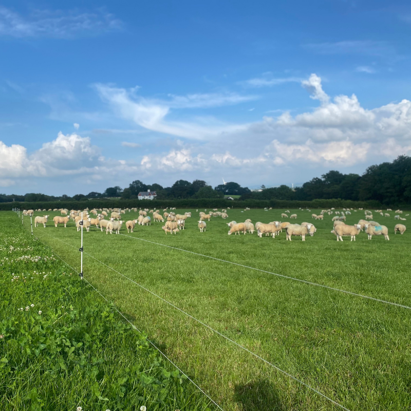 Sheep 3 Wire Kiwitech Temporary Electric Fencing Kit 150m — Progressive