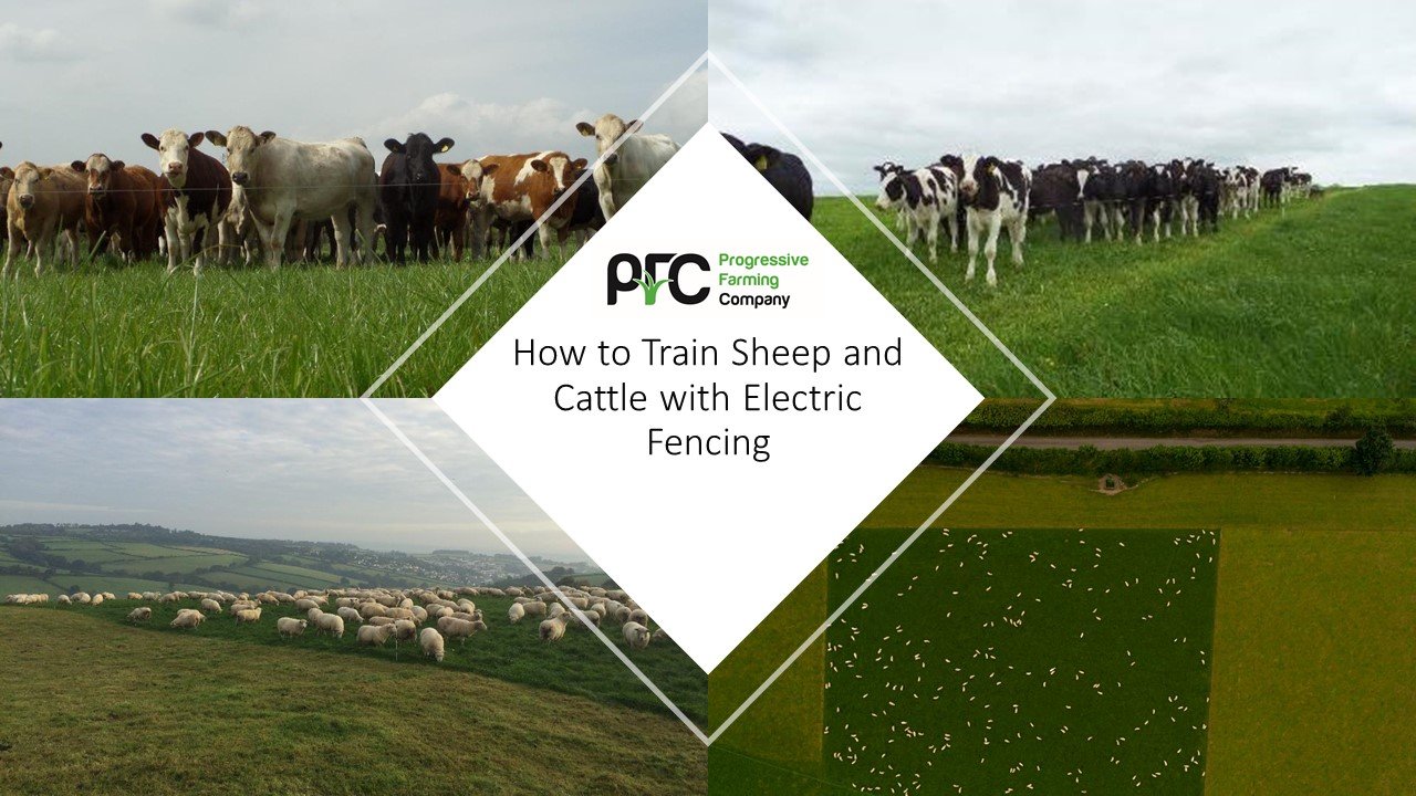 PFC’s How To: Train Sheep & Cattle with Electric Fencing