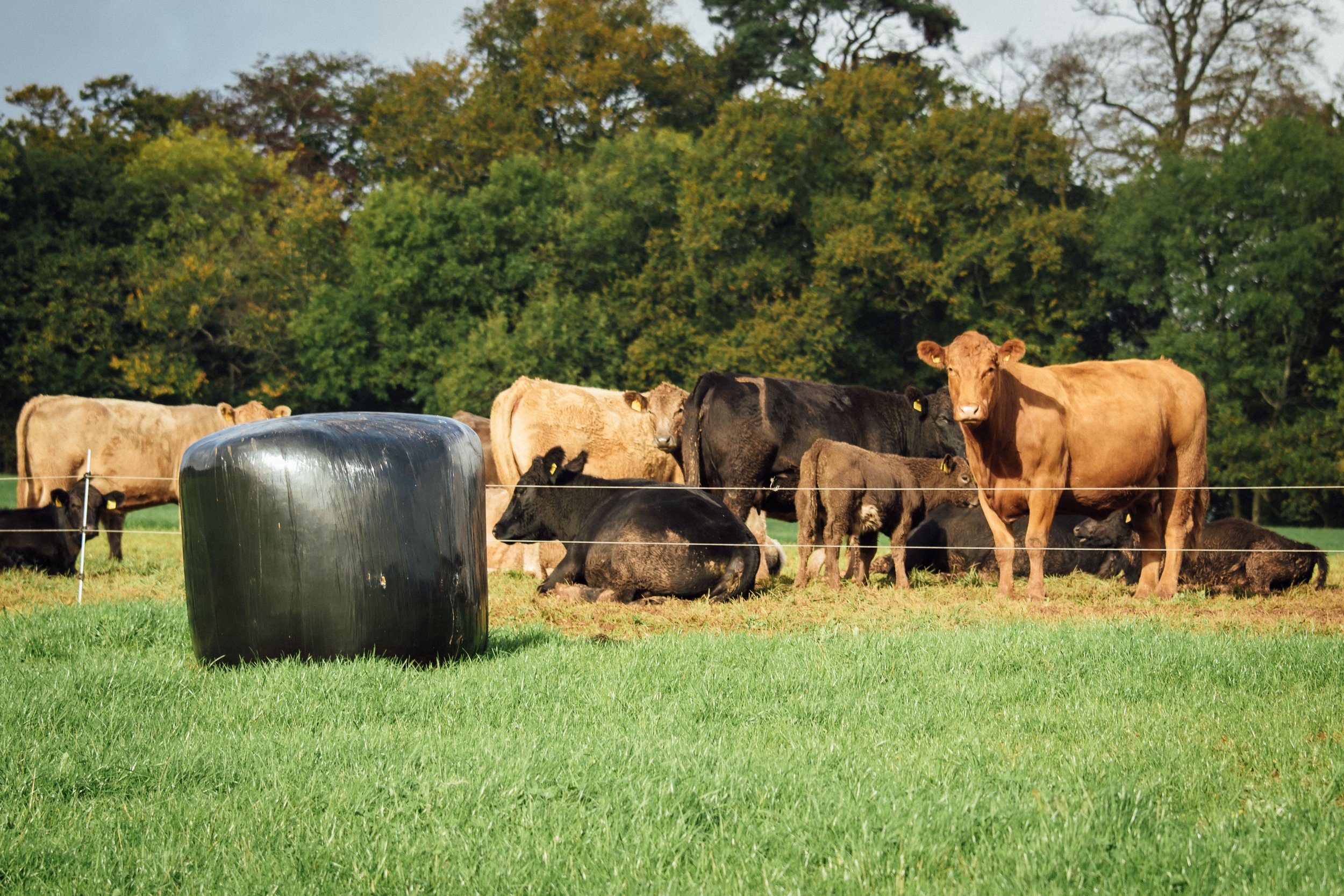 How To Implement Successful Bale Grazing This Winter