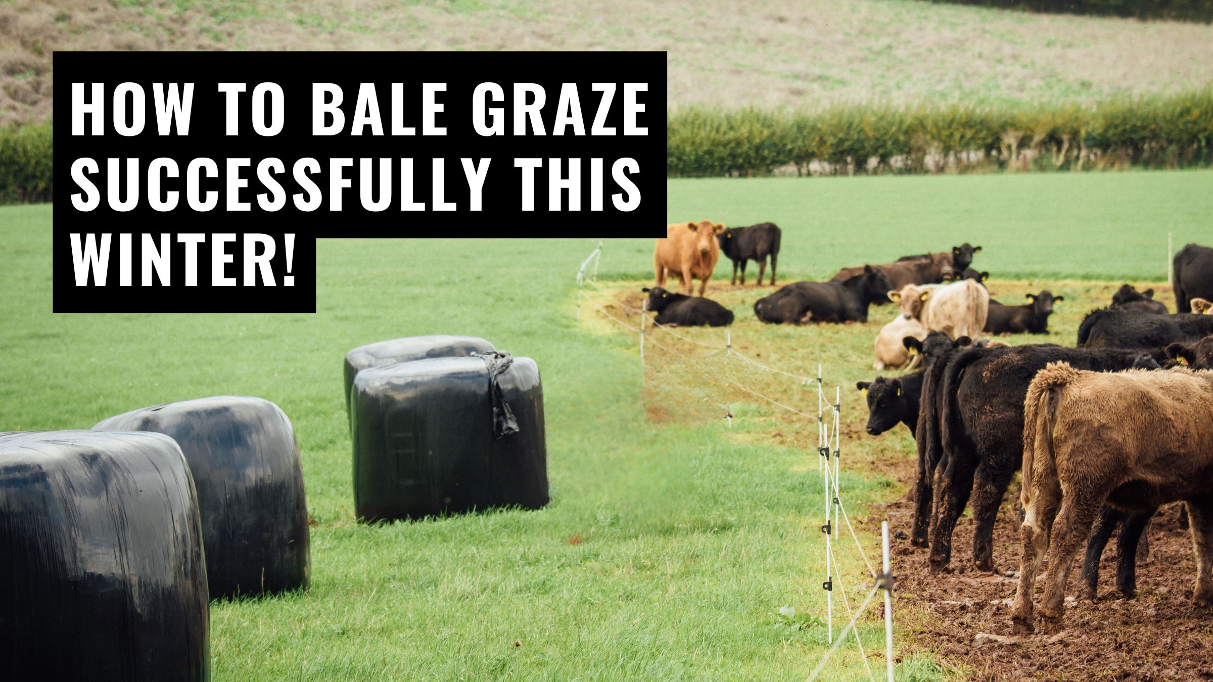 Grazing Resource Hub | Make the most of your grazing! — Progressive ...