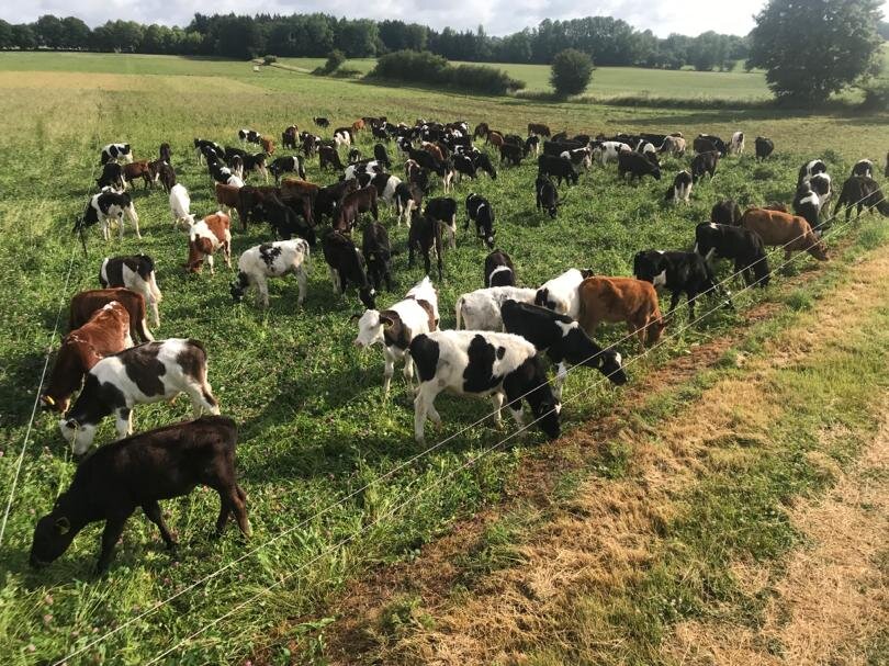 Herbal ley 2 - Calves.jpeg
