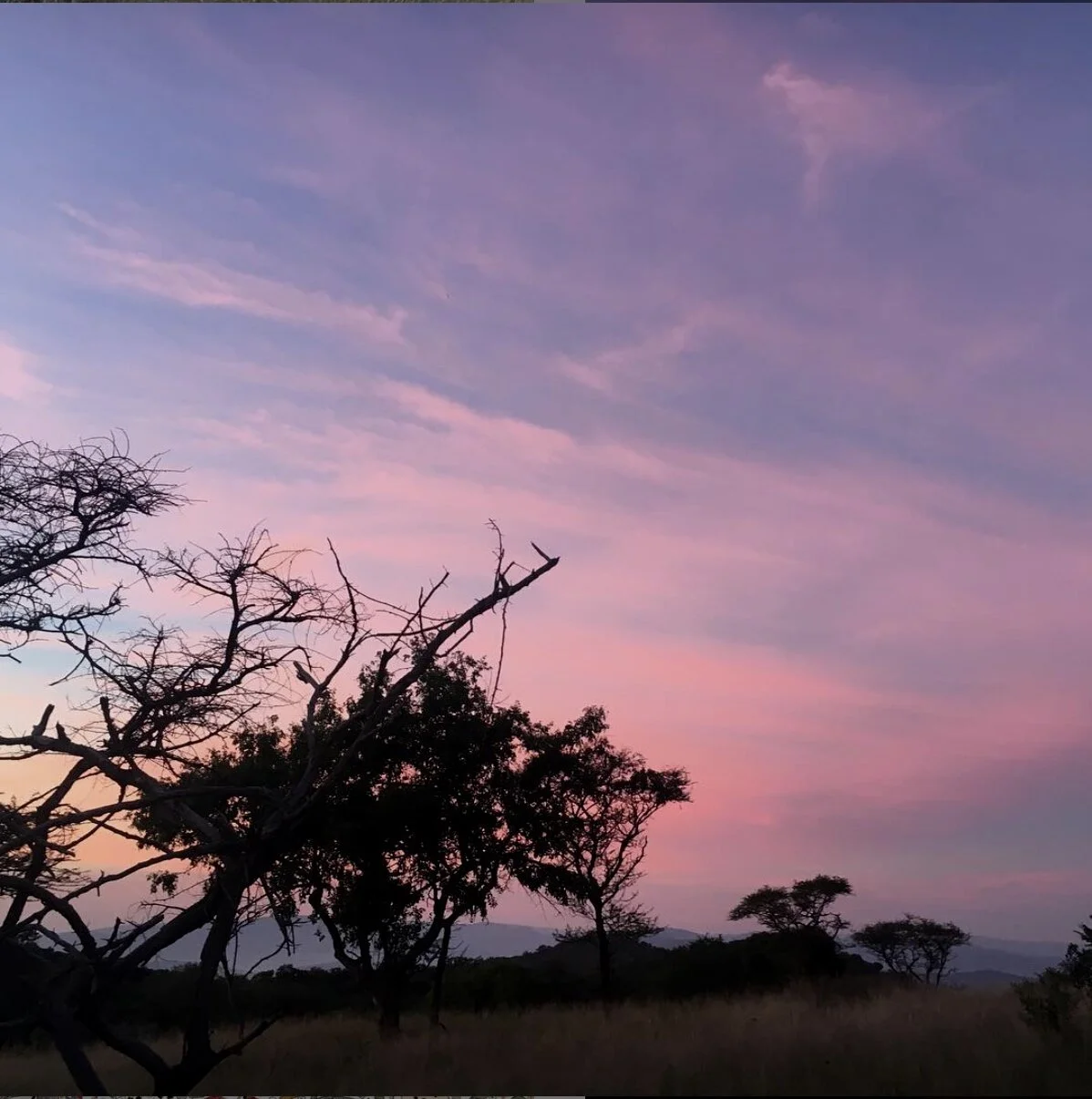 Call to action! Protect our wildlife