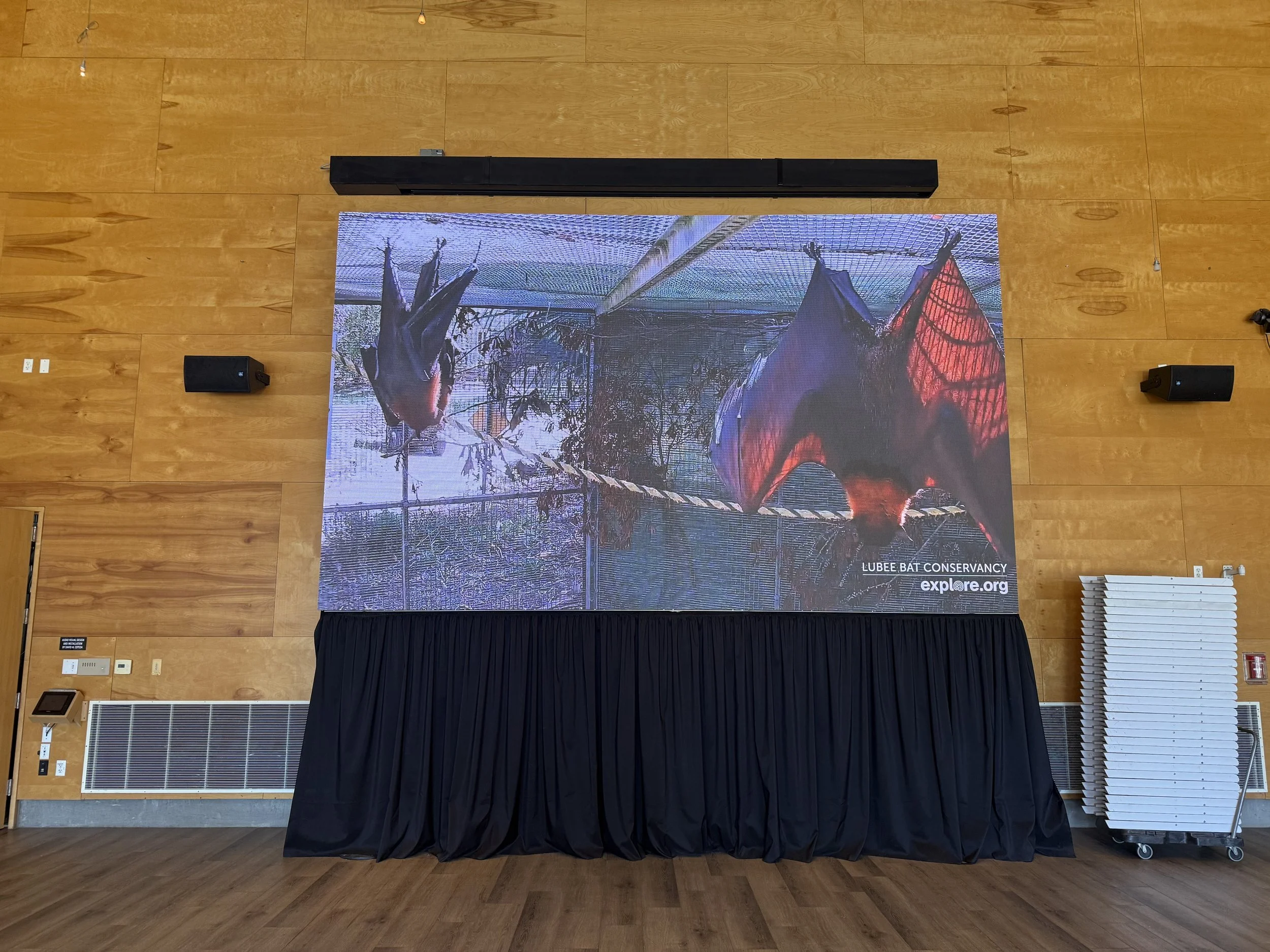 Large screen displaying an image of a bat with red and black coloration, hanging upside down on a branch, with text indicating it is from the Lubee Bat Conservancy, explore.org.