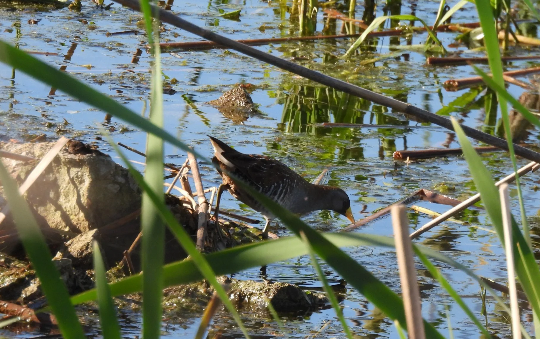 First Sundays at Helmick Nature Preserve