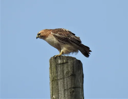 My 10-Hawk Ride — Thorn Creek Audubon