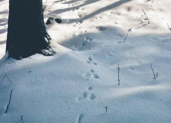 Wild Animal Tracks