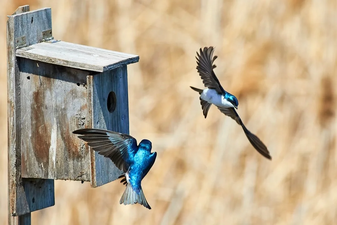 sbc-tree-swallows.jpg