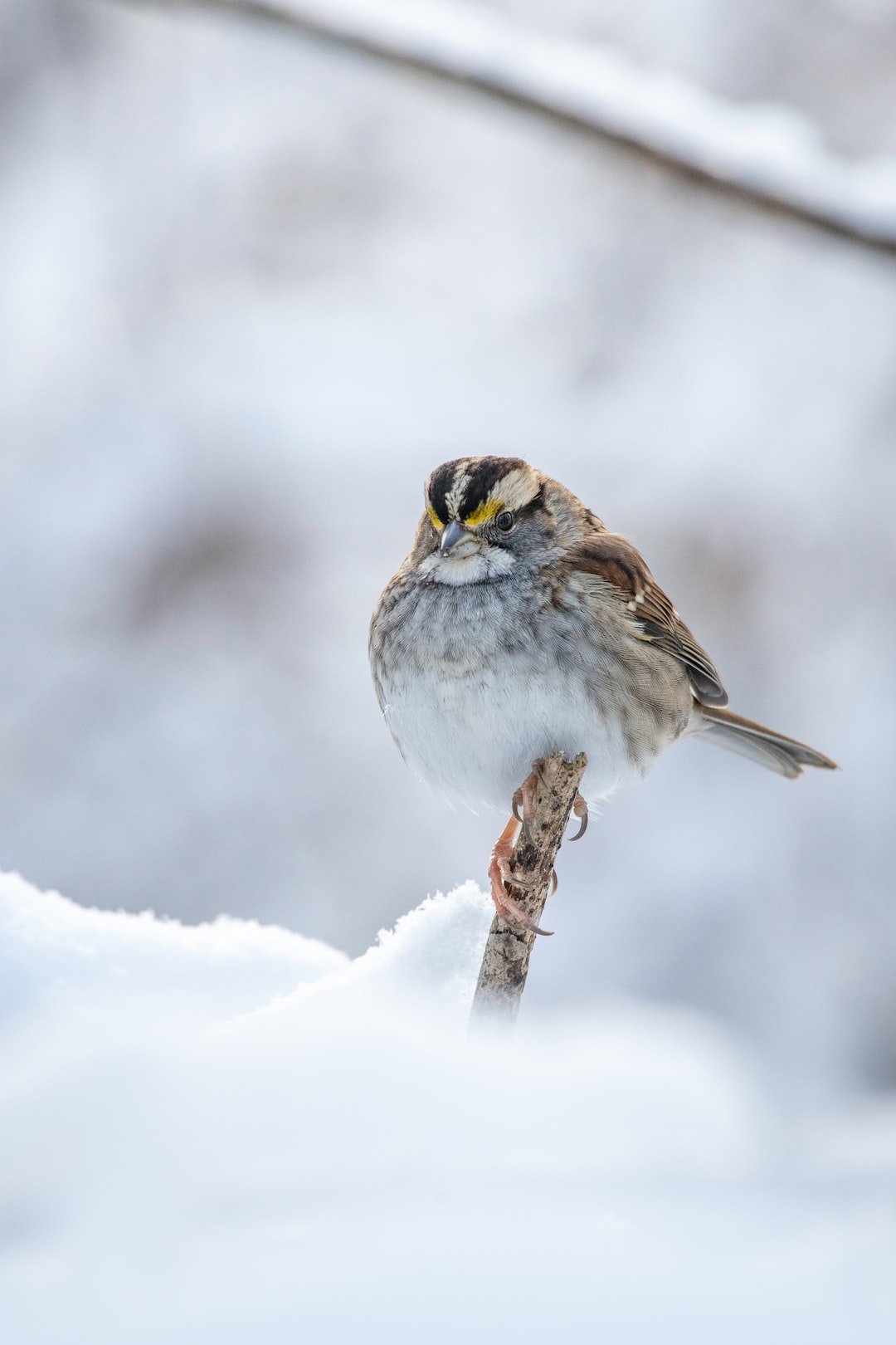 white-throated-sparrow-snow-cbc.jpg
