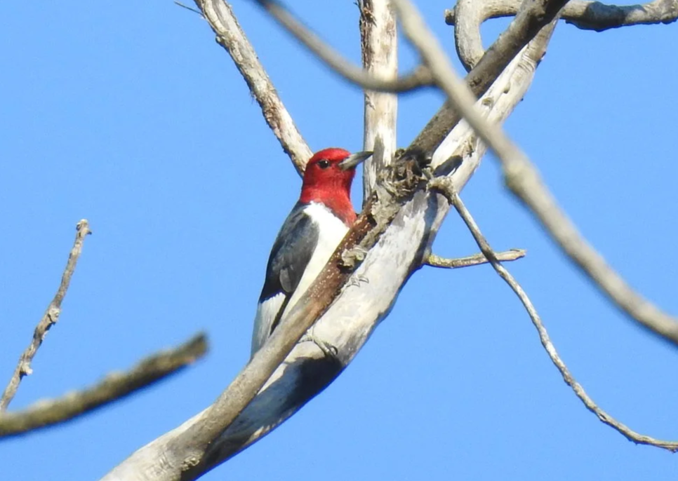 Monee Reservoir Bird Walk