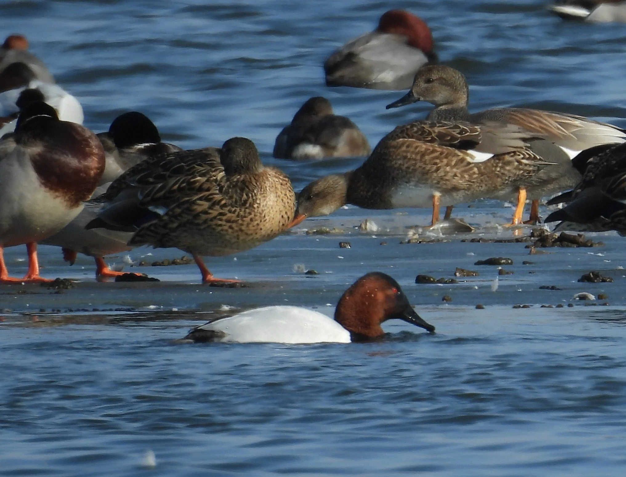 Wolf Lake Wintering Waterfowl Outing