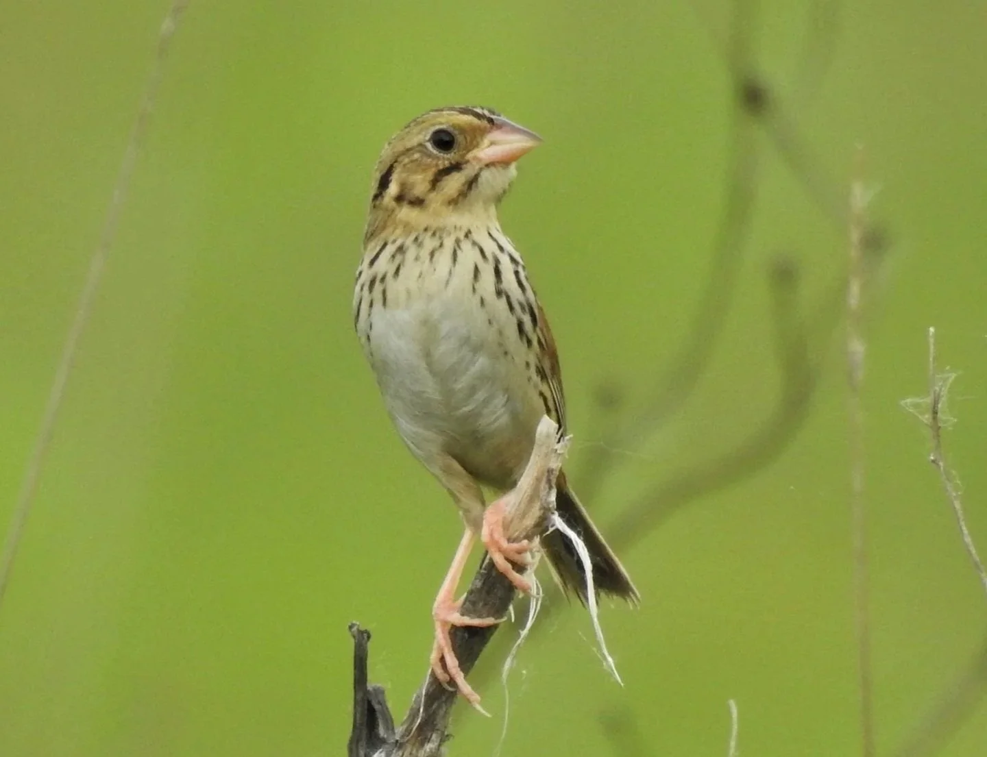 Supporting Annual Dues