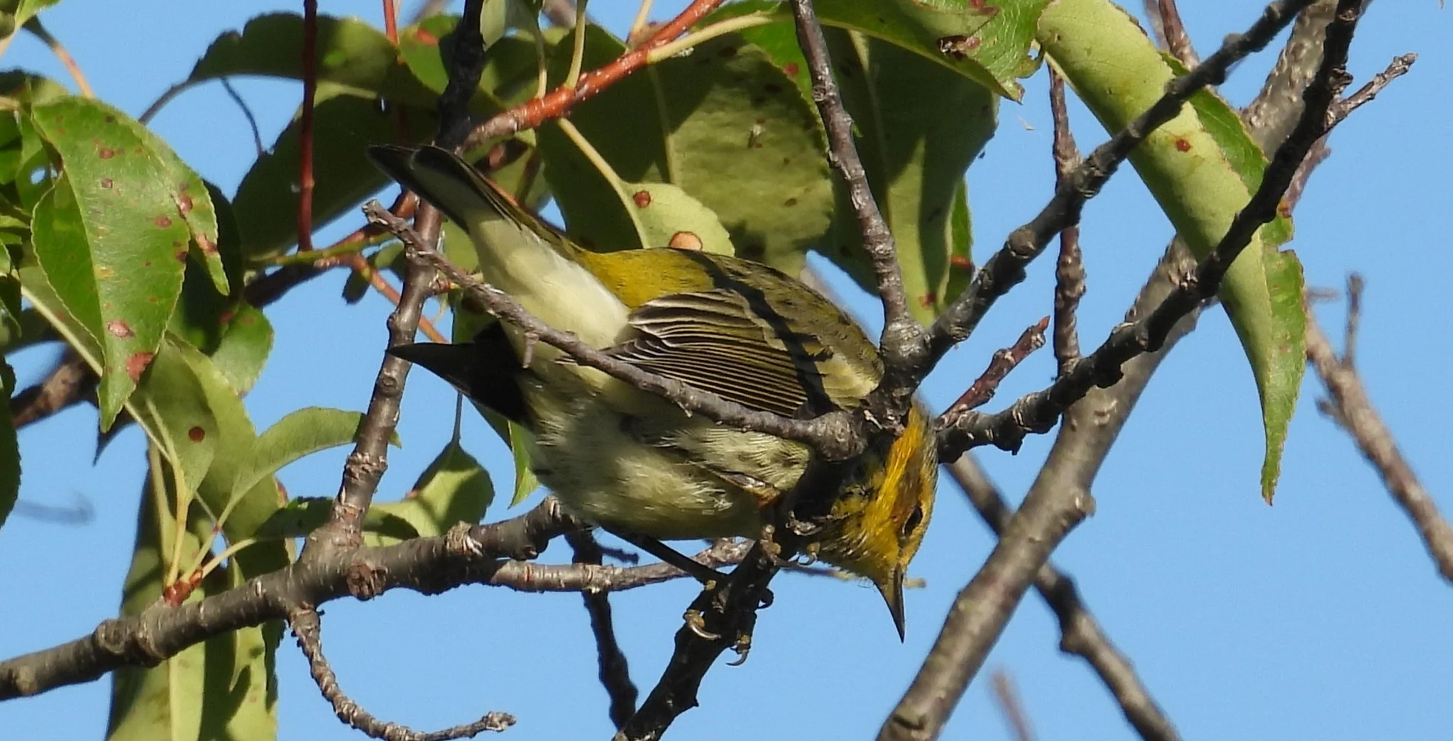 First Sundays at Helmick Nature Preserve