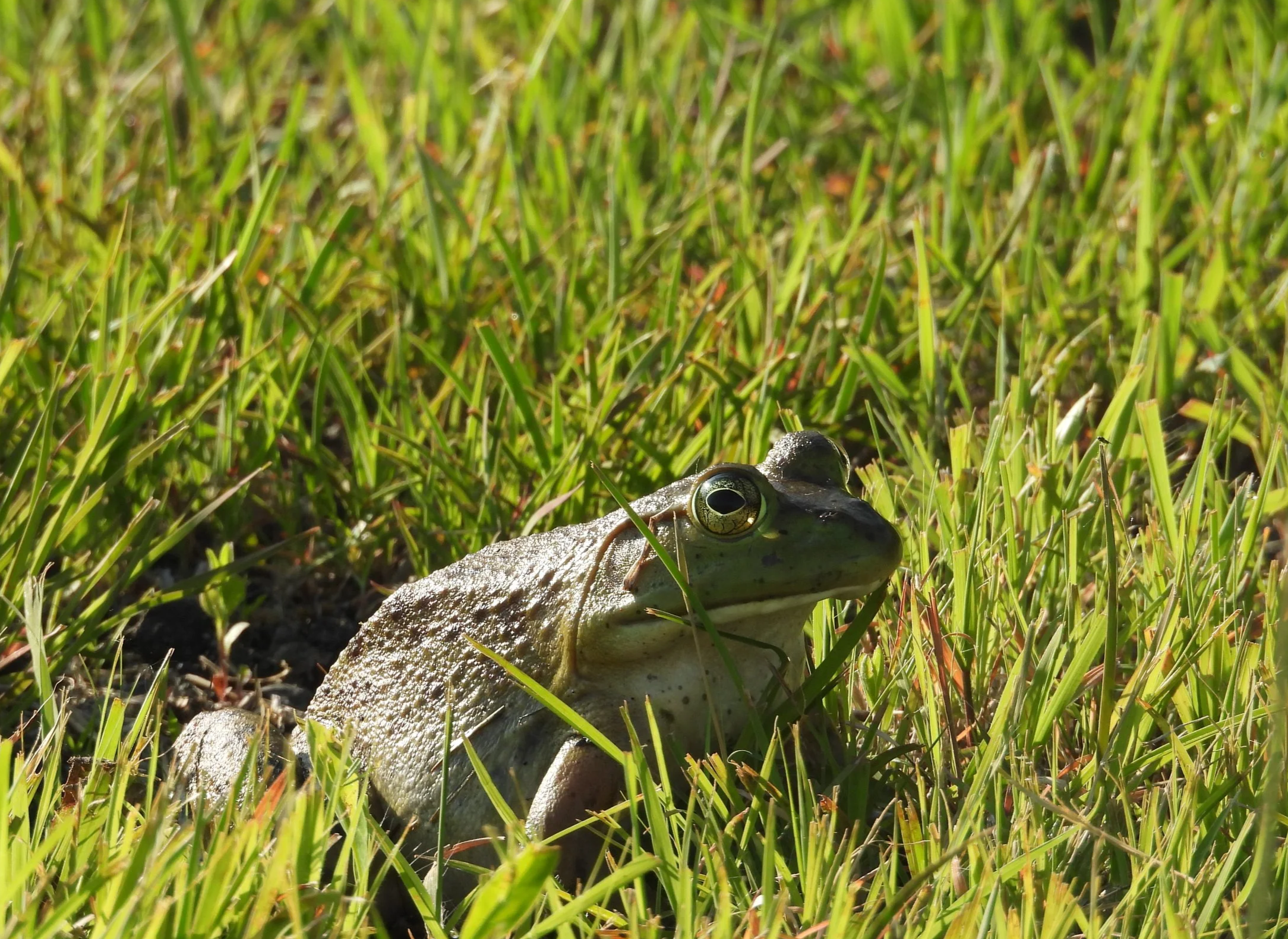 First Sundays at Helmick Nature Preserve