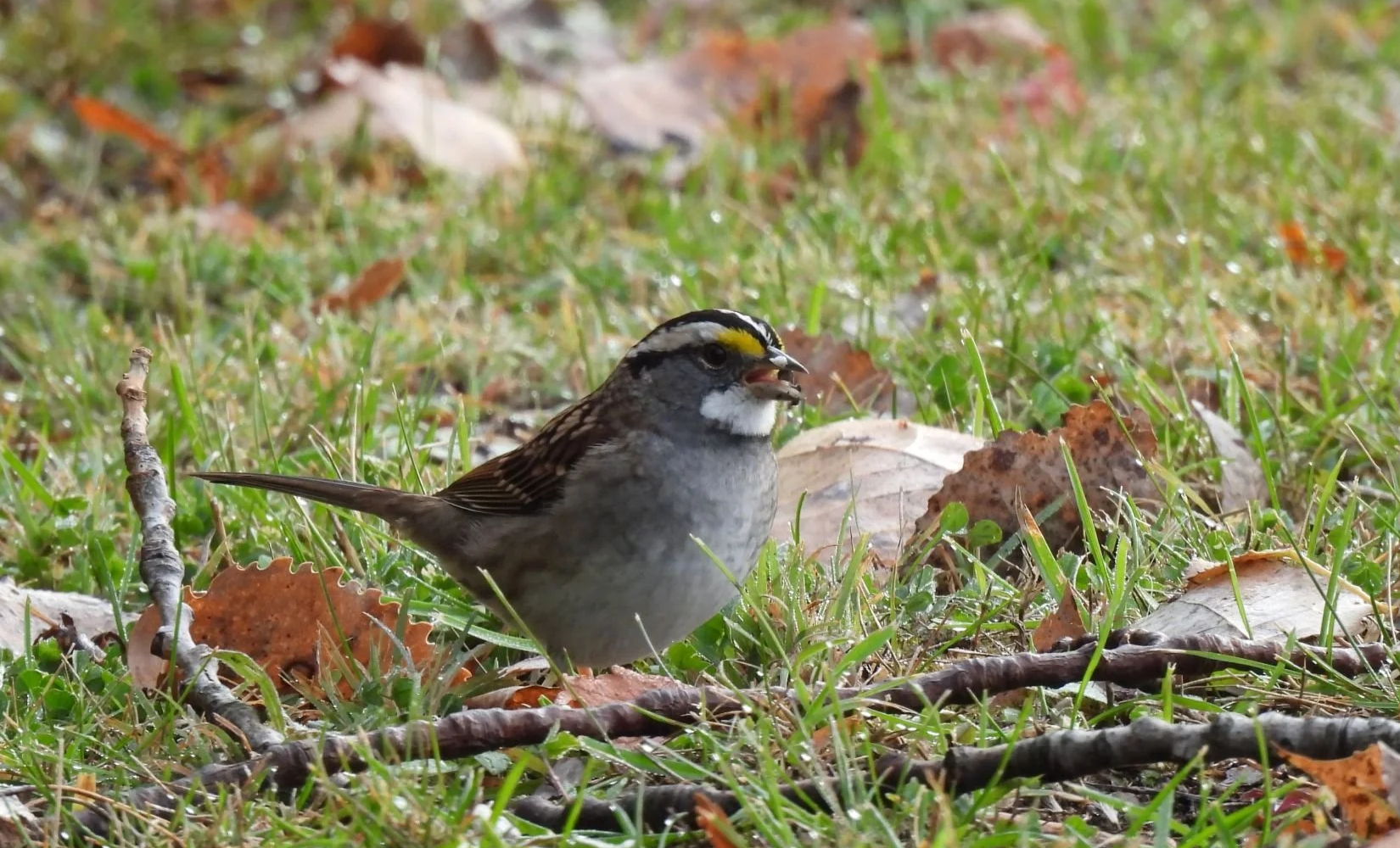 First Sundays at Helmick Nature Preserve