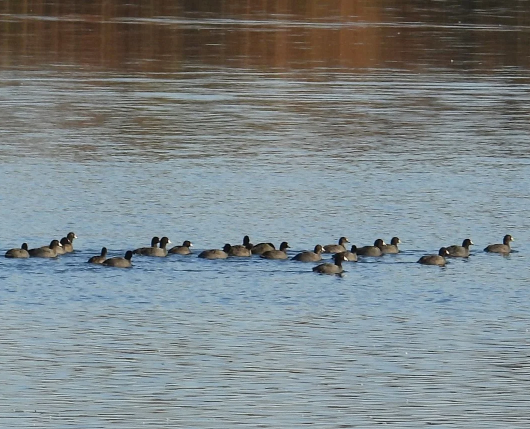 First Sundays at Helmick Nature Preserve