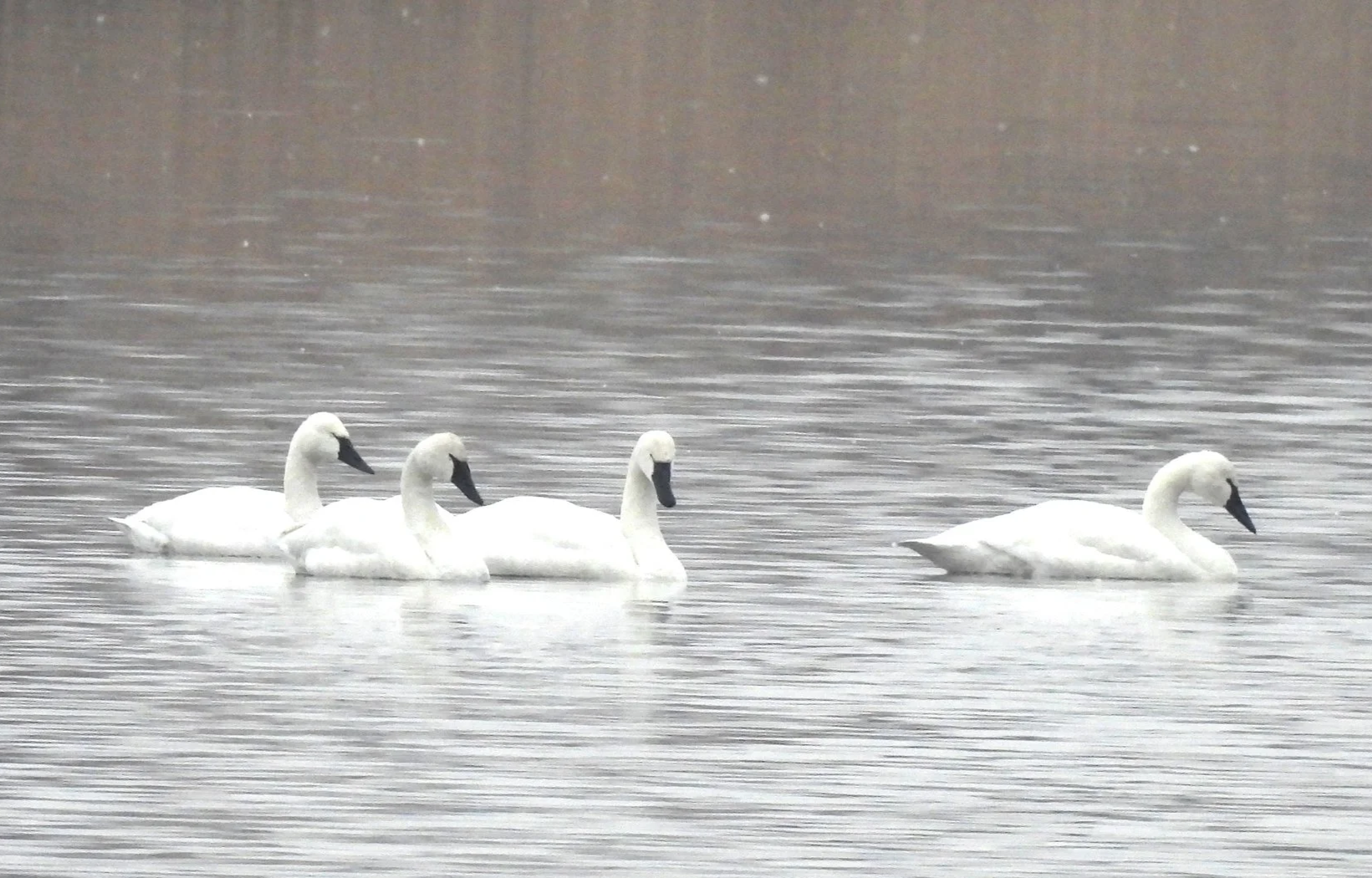 First Sundays at Helmick Nature Preserve 
