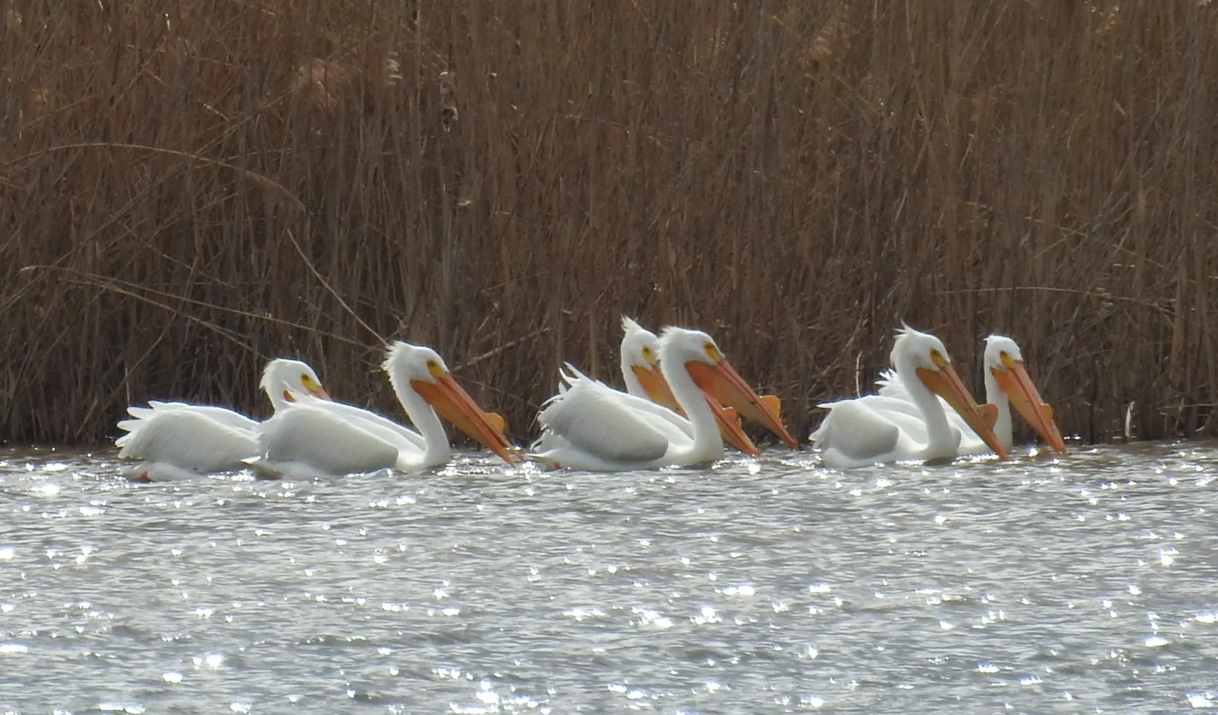First Sundays at Helmick Nature Preserve