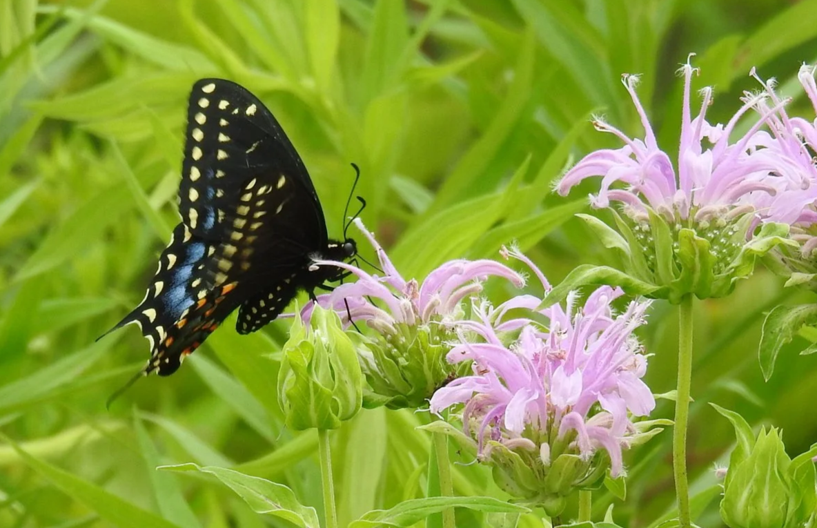 First Sundays at Helmick Nature Preserve 